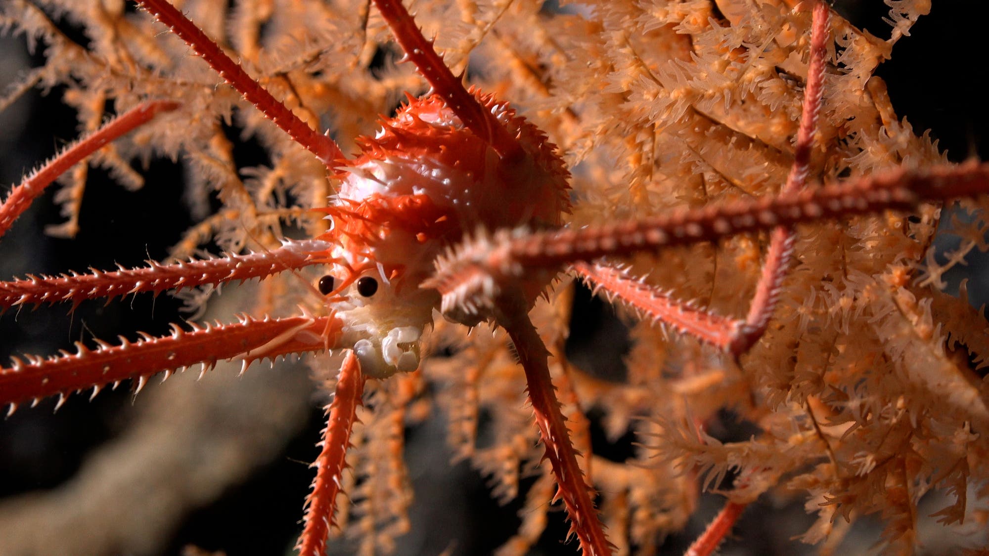 Ein rot-weißer Sprinkrebs mit schwarzen Augen und stacheligen Beinen stakst durch eine orange gefärbte Koralle
