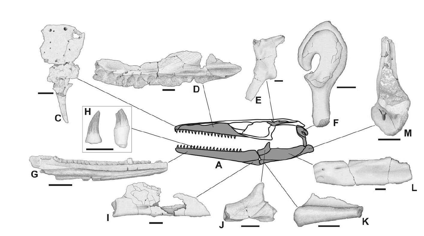 Fossile Schädelknochen