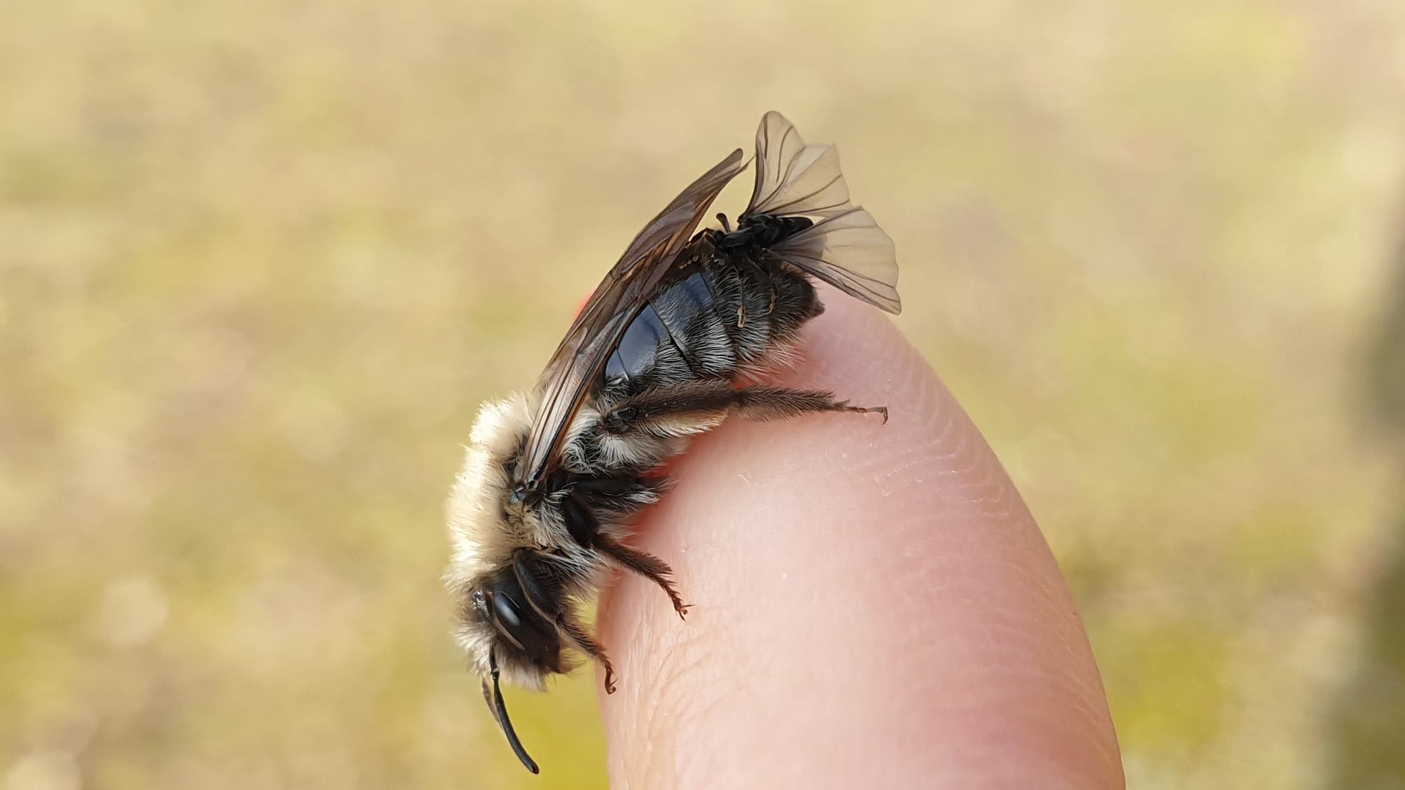 Auf dem Hinterleib einer dunkelbraunen Sandbiene erkennt man die kleinen, durchsichtigen Flügel eines Fächerflüglers. Die Biene sitzt auf dem Finger eines Menschen.