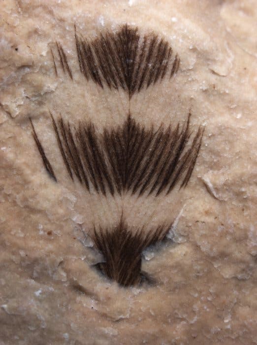 Fossile Feder