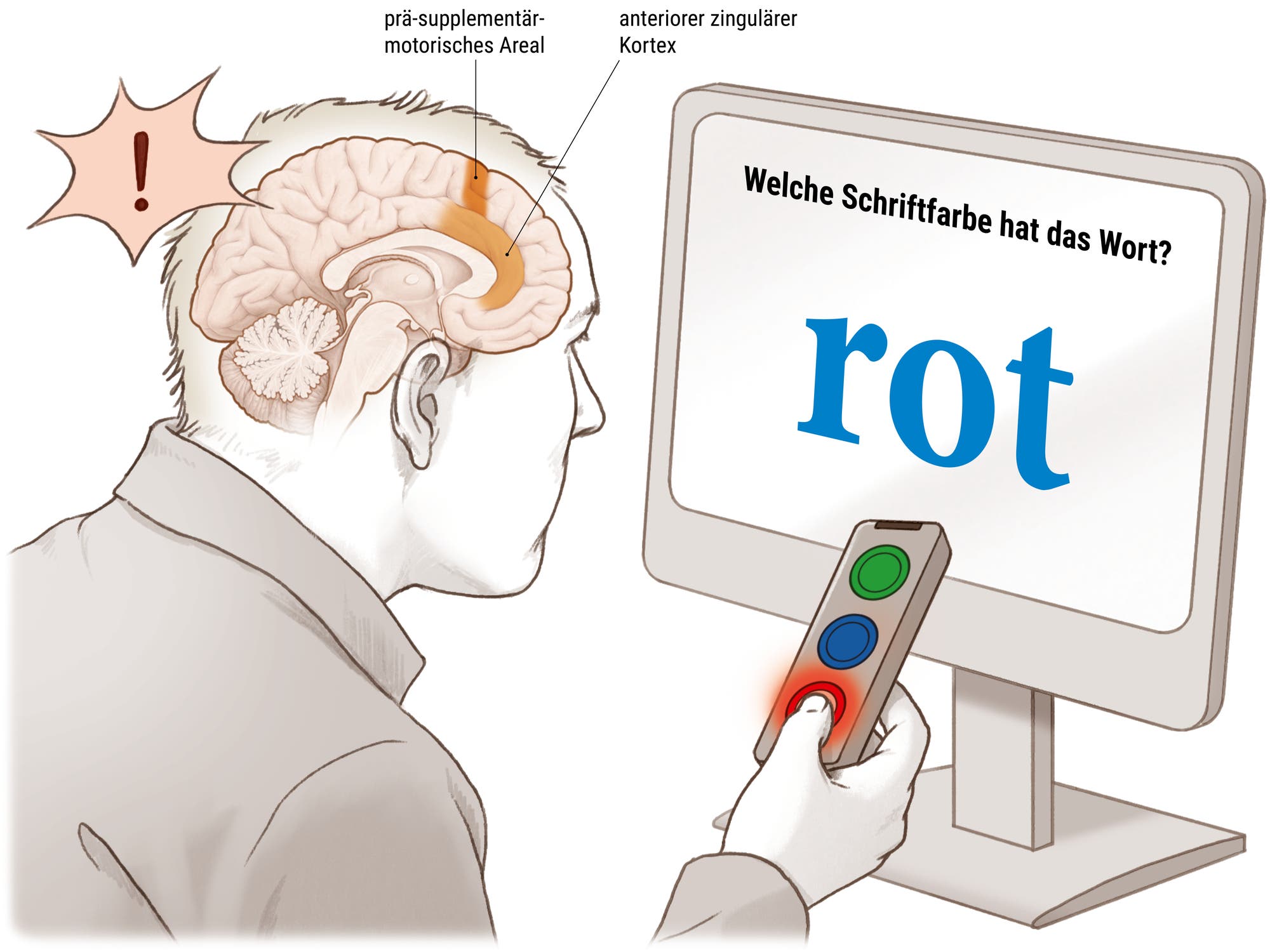 Grafische Darstellung einer Versuchsperson, die auf einen Monitor sieht. Auf dem Monitor steht das Wort »ROT« in blauen Lettern. Darüber: »Welche Schriftfarbe hat das Wort?« Die Person hält eine Fernbedienung mit einem roten, einem blauen und einem grünen Knopf in der Hand und drückt auf den roten Knopf. Im transparenten Schädel sieht man das Gehirn, in dem die folgenden beiden Hirnregionen aktiviert sind: 1) das prä-supplementärmotorische Areal; 2) der anteriore zinguläre Kortex