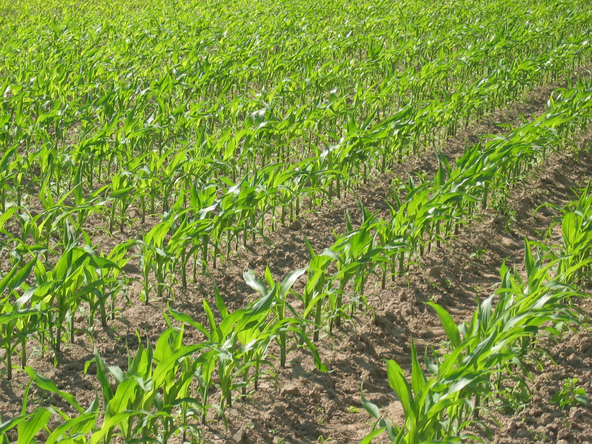 Man sieht einen Ausschnitt aus einem bepflanzten Feld mit jungen Trieben von Maispflanzen, eingepflanzt in gleichmäßigen Reihen auf brauner Erde.