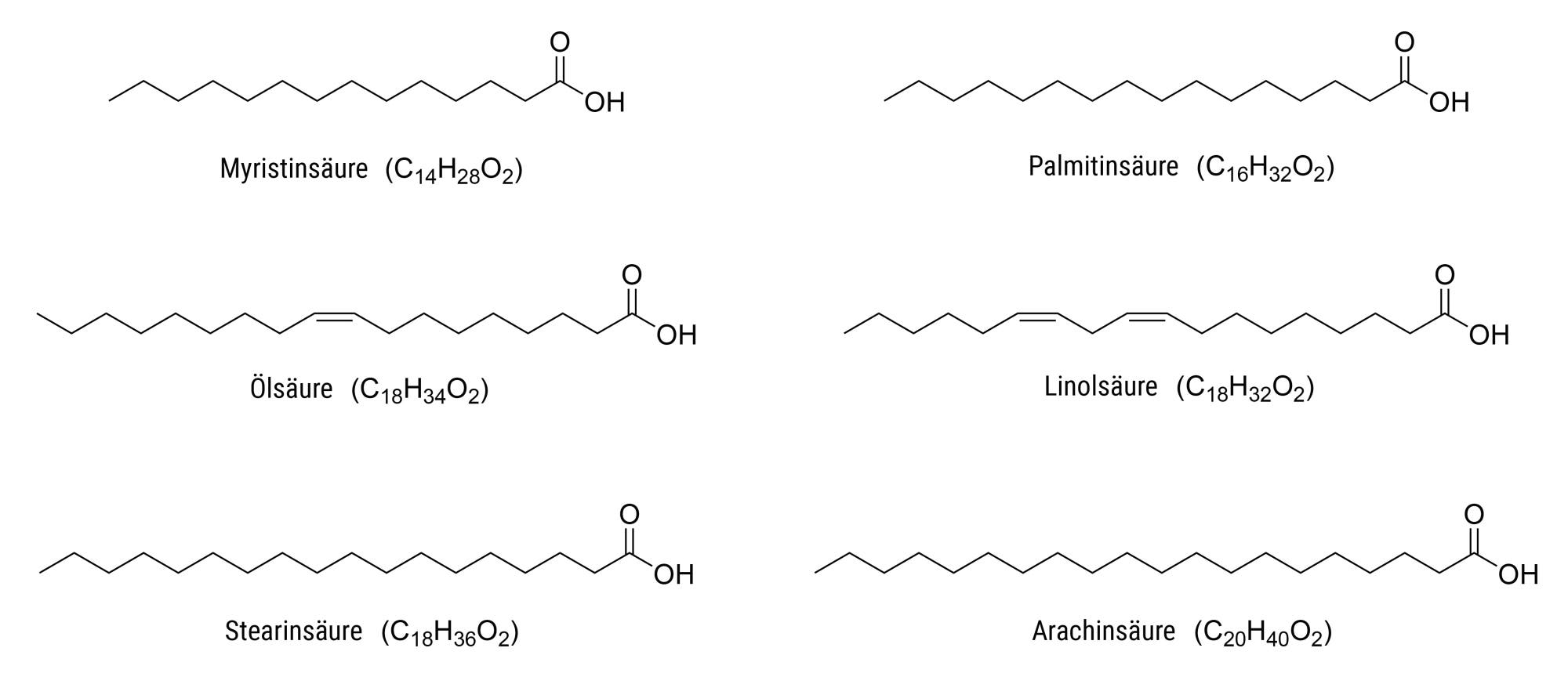 Sechs chemische Strukturformeln von Fettsäuren sind dargestellt. Jede Struktur zeigt eine Kohlenstoffkette mit einer Carboxylgruppe. Die Abbildungen sind beschriftet mit: Myristinsäure (C₁₄H₂₈O₂), Palmitinsäure (C₁₆H₃₂O₂), Ölsäure (C₁₈H₃₄O₂), Linolsäure (C₁₈H₃₂O₂), Stearinsäure (C₁₈H₃₆O₂) und Arachinsäure (C₂₀H₄₀O₂). Unterschiede in der Kettenlänge und Doppelbindungen sind sichtbar.