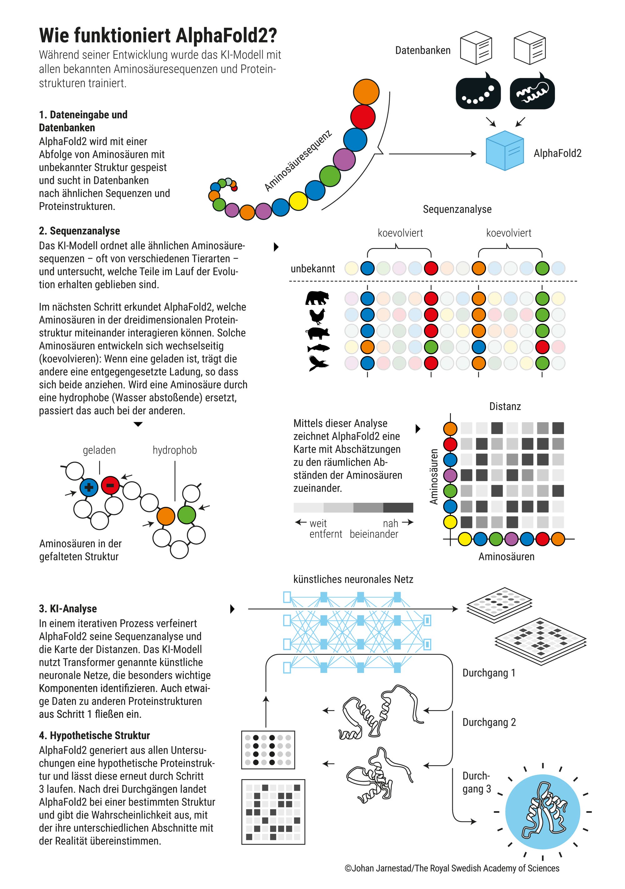 Infografik zum Prinzip von AlphaFold2