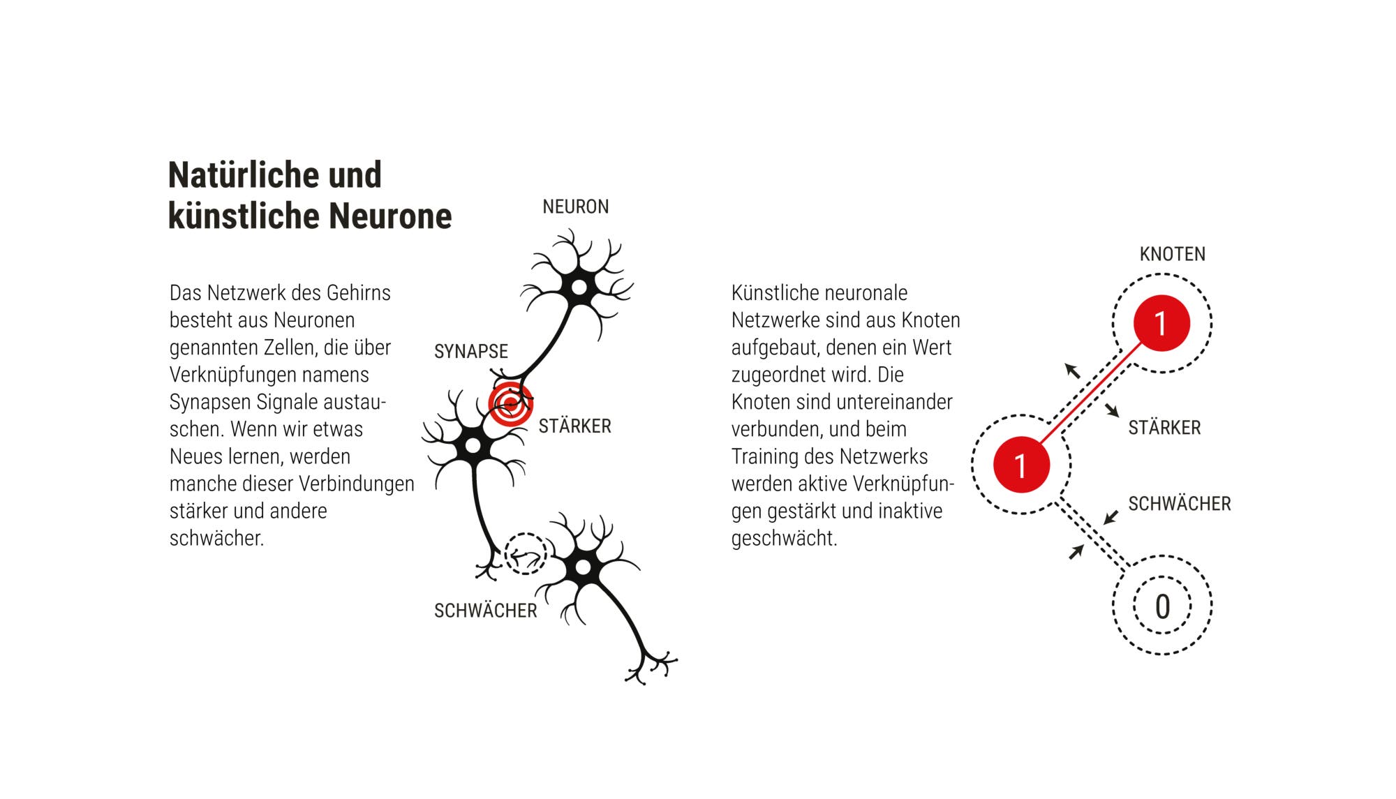 Illustration natürlicher und künstlicher Neurone. Das Netzwerk des Gehirns besteht aus Neuronen genannten Zellen, die über Verknüpfungen namens Synapsen Signale austauschen. Wenn wir etwas Neues lernen, werden manche dieser Verbindungen stärker und andere schwächer.