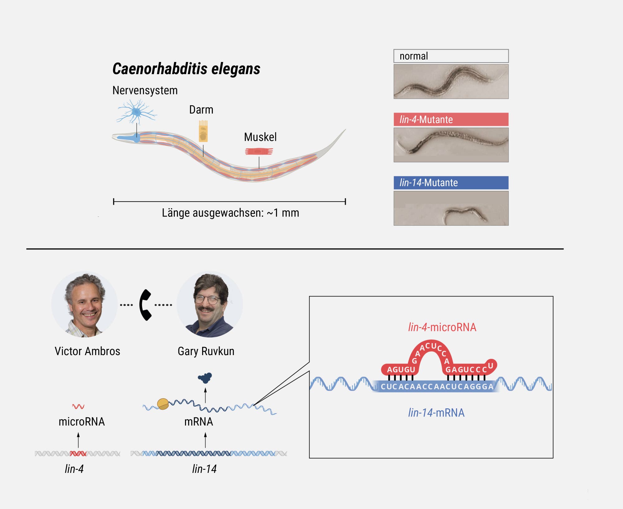 Grafik zur Entdeckung der microRNAs beim Fadenwurm Caenorhabditis elegans