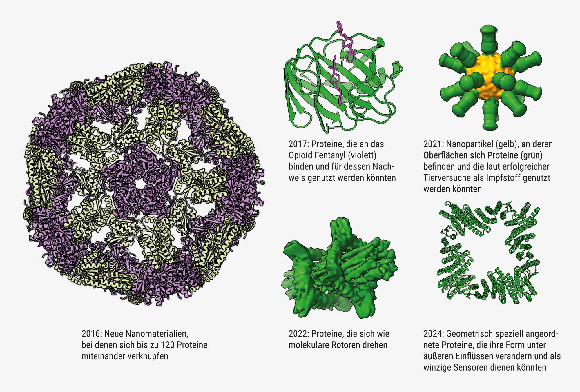 Beispiele für Proteine, die mit David Bakers Software hergestellt wurden: 2016: Neue Nanomaterialien, bei denen sich bis zu 120 Proteine miteinander verknüpfen  2017: Proteine, die an das Opioid Fentanyl (violett) binden und für dessen Nachweis genutzt werden könnten  2021: Nanopartikel (gelb), an deren Oberflächen sich Proteine (grün) befinden und die laut erfolgreicher Tierversuche als Impfstoff genutzt werden könnten  2022: Proteine, die sich wie molekulare Rotoren drehen  2024: Geometrisch speziell angeordnete Proteine, die ihre Form unter äußeren Einflüssen verändern und als winzige Sensoren dienen könnten