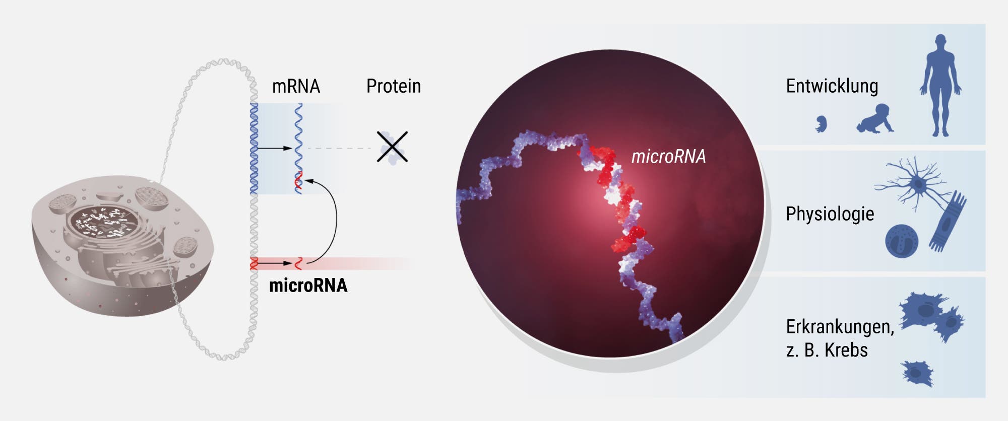 Grafik zur Rolle der microRNAs in der Physiologie des menschlichen Körpers