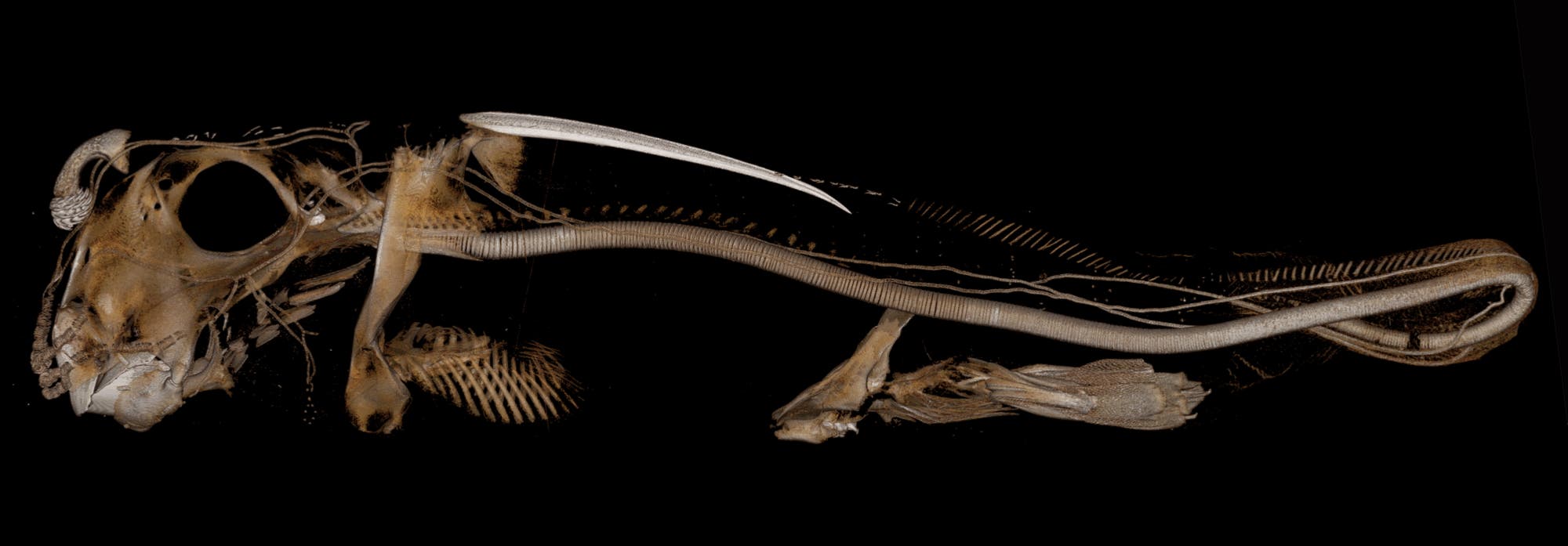 Ein detailliertes anatomisches Mikro-CT-Bild eines Fisches, das das Skelett und die inneren Strukturen zeigt. Der Kopf ist links, mit deutlich sichtbaren Kieferknochen und Augenhöhlen. Die Wirbelsäule verläuft entlang des Körpers, und die Flossenstrahlen sind erkennbar. Die Darstellung hebt die komplexe Struktur des Fischskeletts hervor und dient der wissenschaftlichen Untersuchung. Hintergrund ist schwarz, um die Details hervorzuheben.