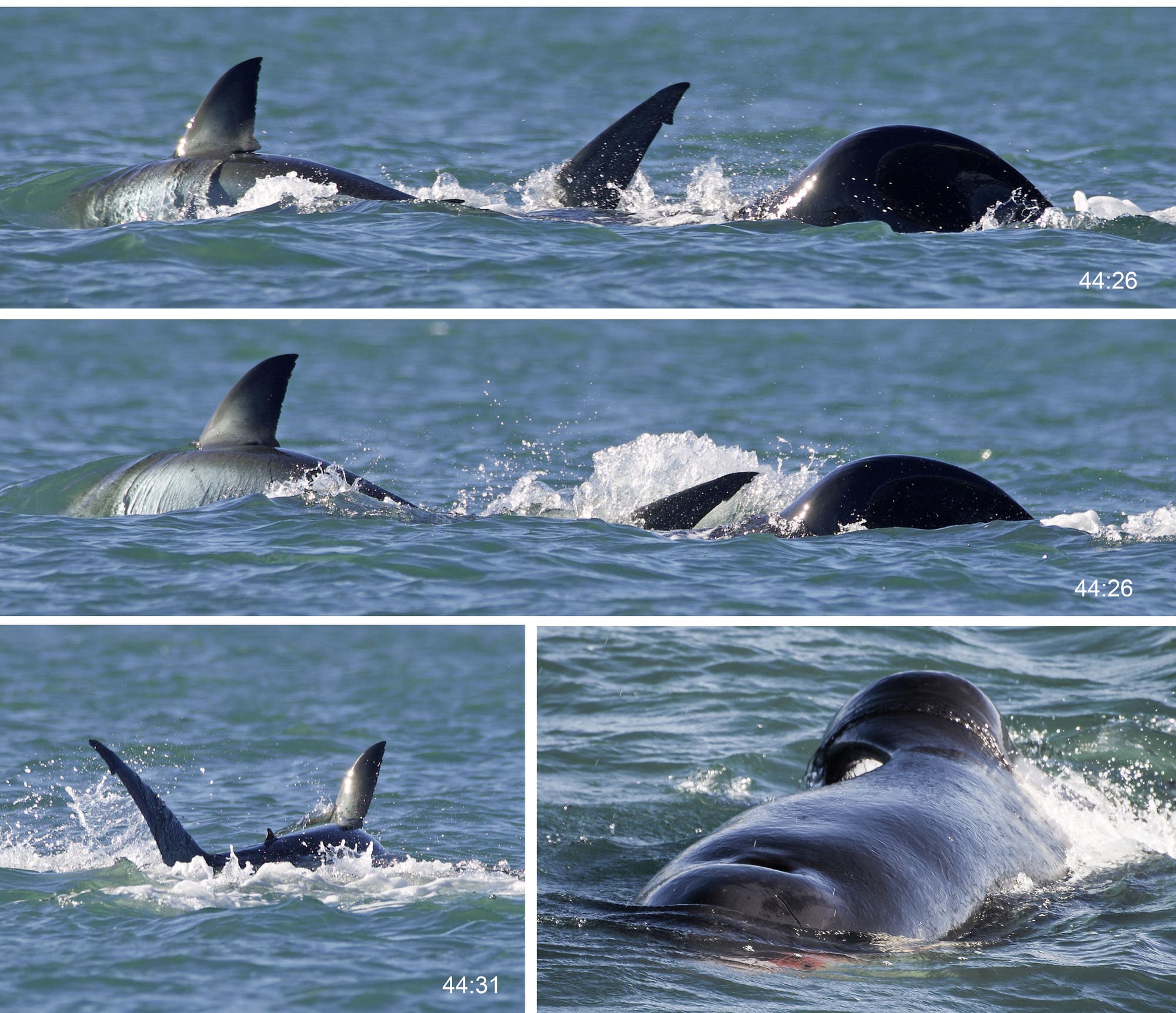 Bilderserie der Attacke eines Schwertwals auf einen Weißen Hai, die aus einem Boot aufgenommen wurde. Man sieht Flossen und Rücken der beiden Tiere. Im letzten Bild erkennt man auch etwas Blut des Hais am Wal.
