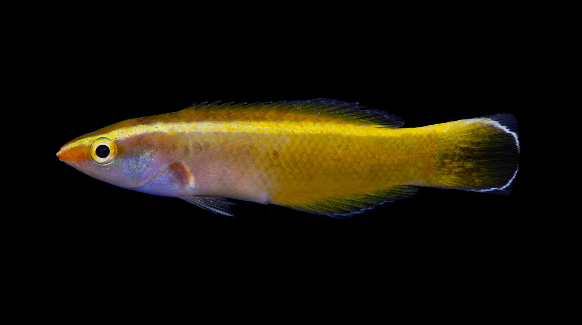 Ein leuchtend gelber Fisch mit einem schlanken K&ouml;rper und einem auff&auml;lligen schwarzen Schwanz mit wei&szlig;em Rand schwimmt vor einem schwarzen Hintergrund. Der Fisch hat ein gro&szlig;es, rundes Auge und feine Schuppen, die im Licht schimmern.