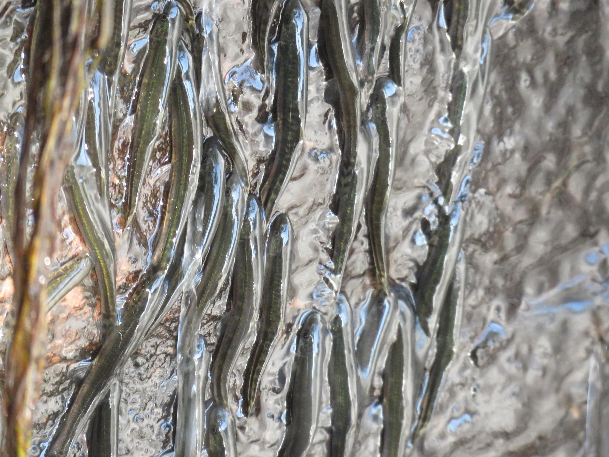 Eine Nahaufnahme von kleinen Fischen, die in einem Wasserfall nach oben klettern. Die Fische sind schlank und dunkel gef&auml;rbt, und das Wasser erzeugt eine wellenartige Struktur um sie herum. Die Lichtreflexionen auf der Wasseroberfl&auml;che verleihen dem Bild eine dynamische Textur.