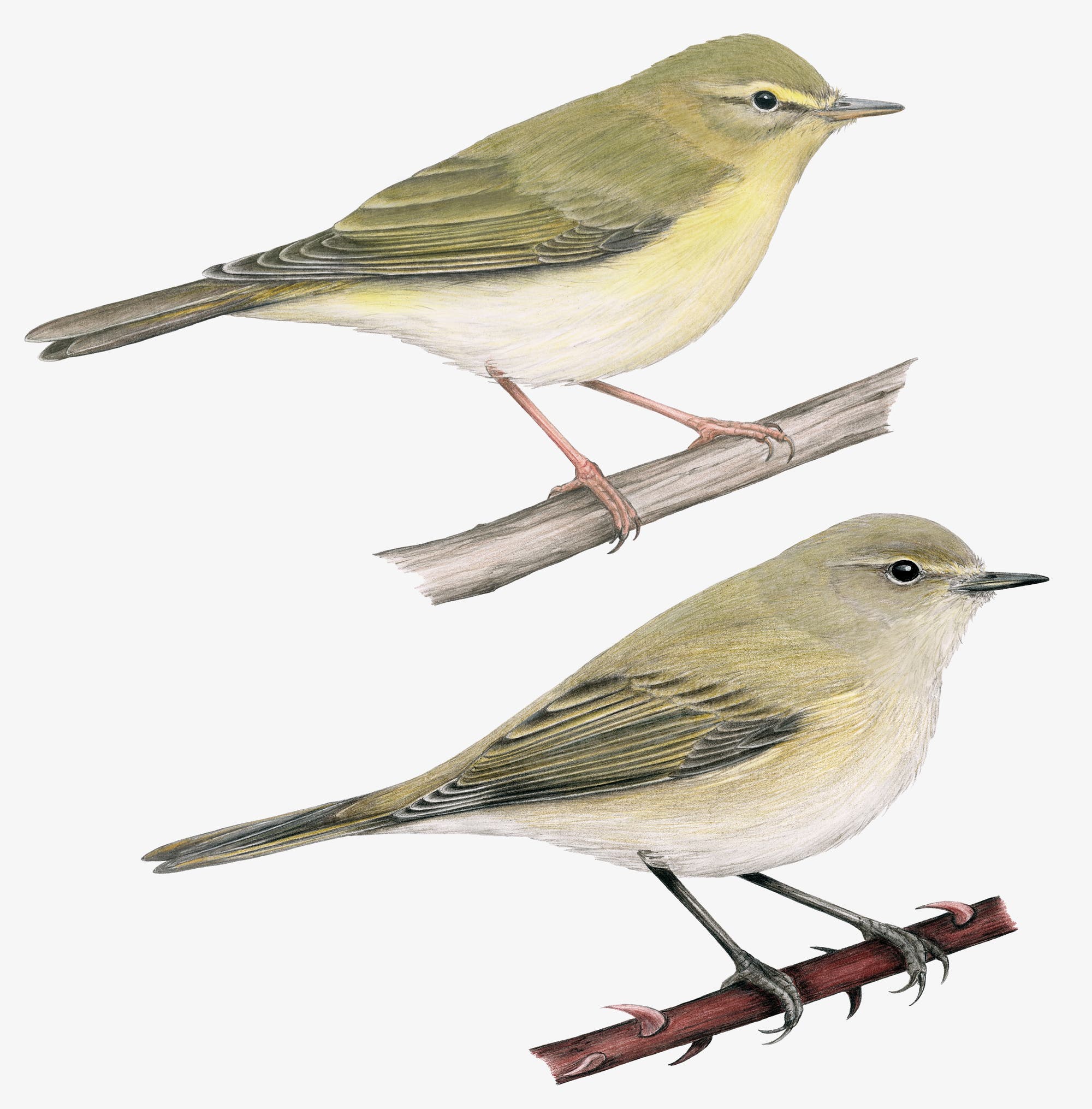 Zwei detaillierte Illustrationen von Laubsängern auf Ästen. Der obere Vogel hat ein olivgrünes Gefieder mit gelblichem Bauch und sitzt auf einem glatten Ast. Der untere Vogel zeigt ähnliche Farben und sitzt auf einem dornigen Ast. Beide Vögel sind in einer seitlichen Ansicht dargestellt, die ihre feinen Details und natürlichen Farben betont.