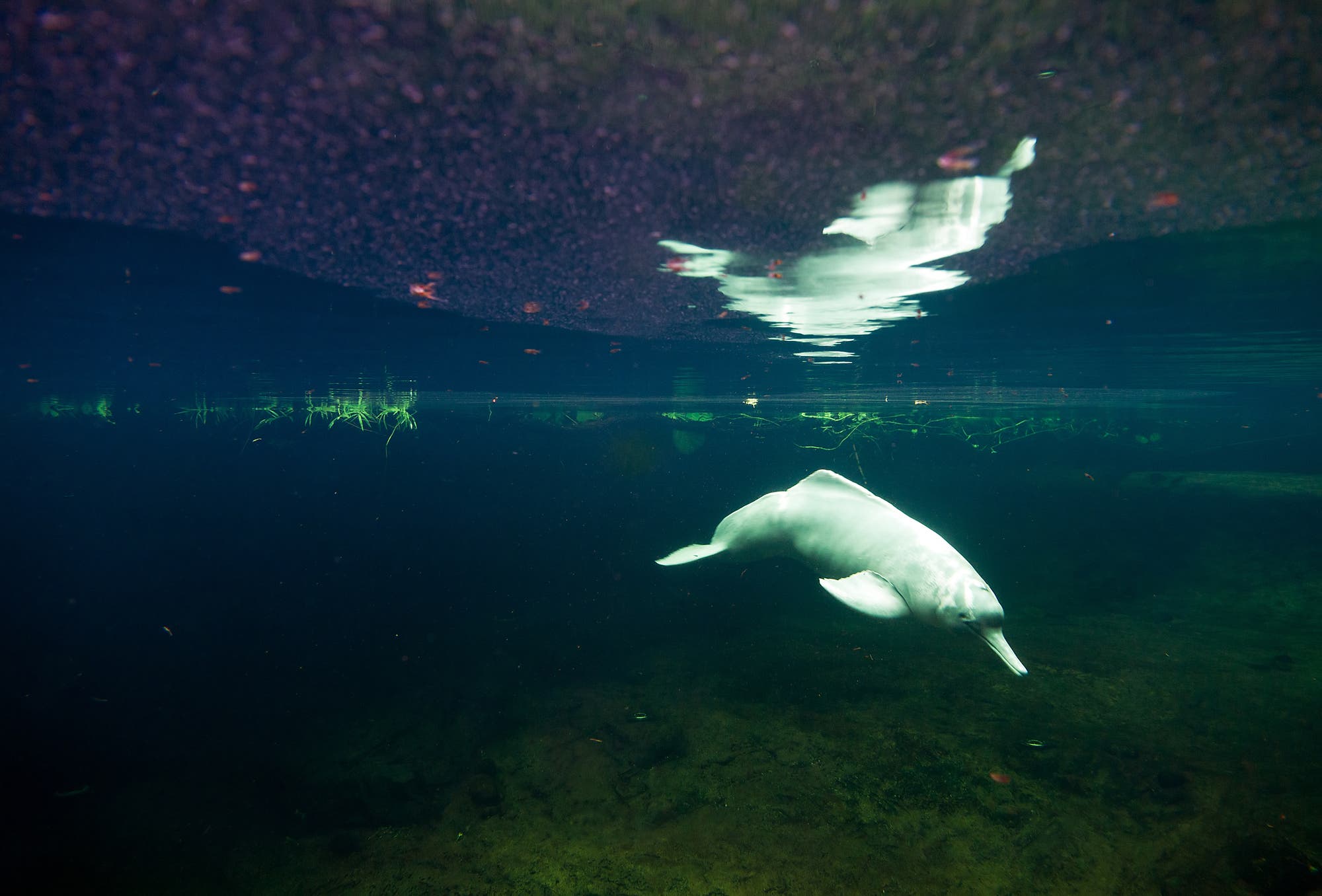 Amazonas-Flussdelfin – auch im Süßwasser sind Wale zu Hause