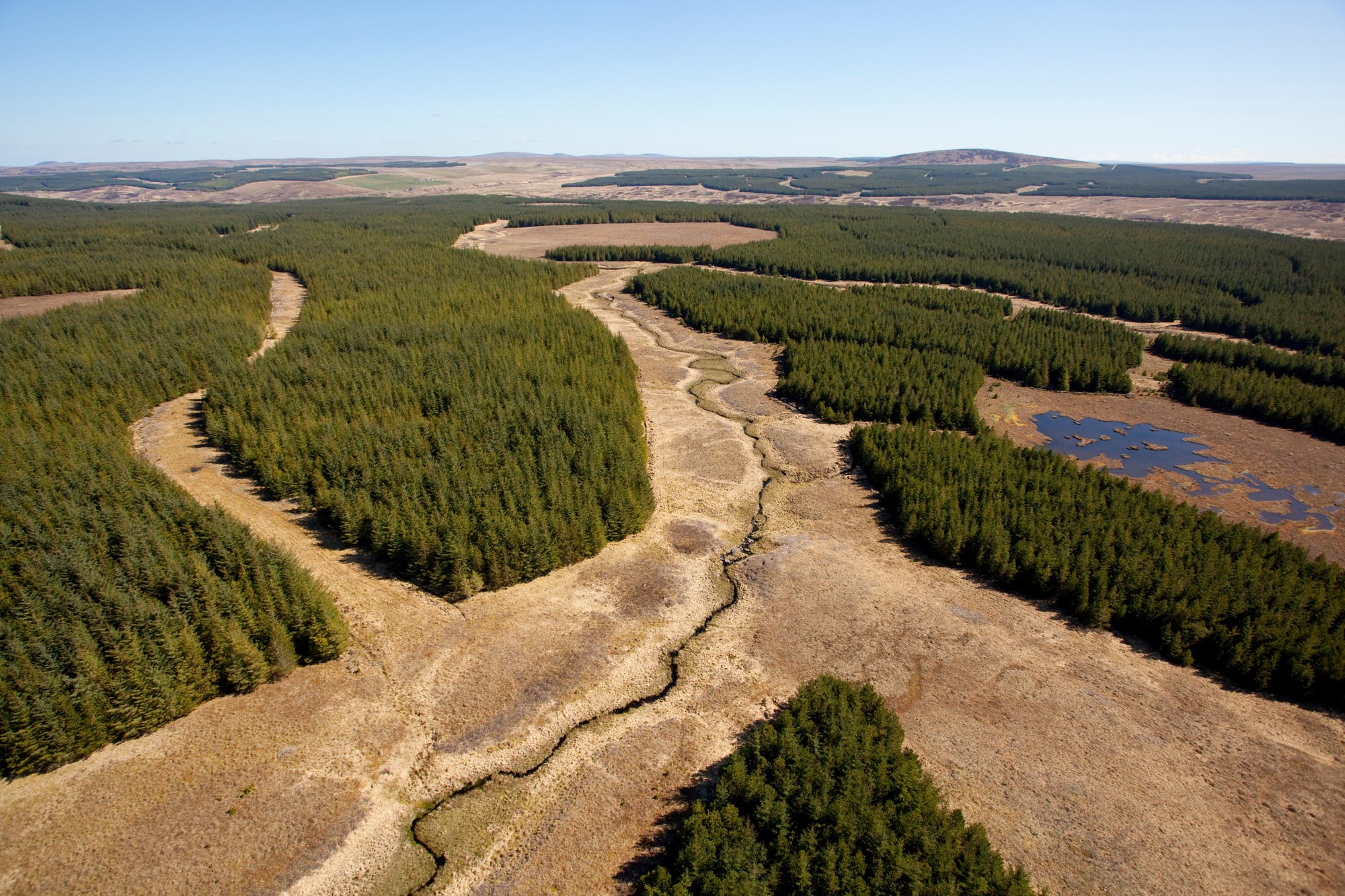Waldpflanzungen im Forsinard-Flows-Naturreservat