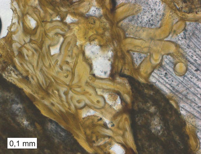 Fossile Mikroben in Vulkangestein