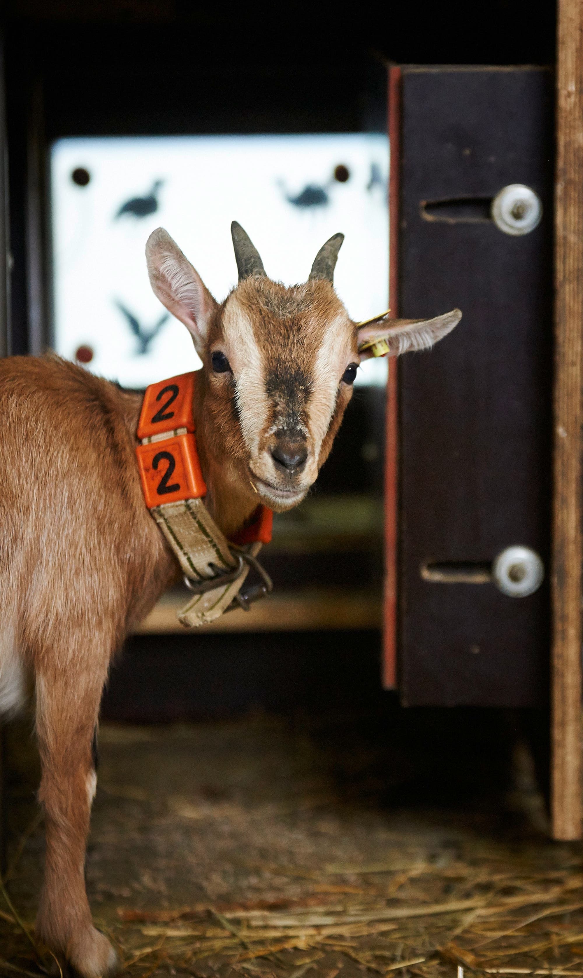 Eine junge Ziege mit einem orangefarbenen Halsband, auf dem die Zahl "2" steht, schaut aus einem Stall heraus. Der Hintergrund zeigt auf einem Bildschirm unscharfe Silhouetten von Vögeln.