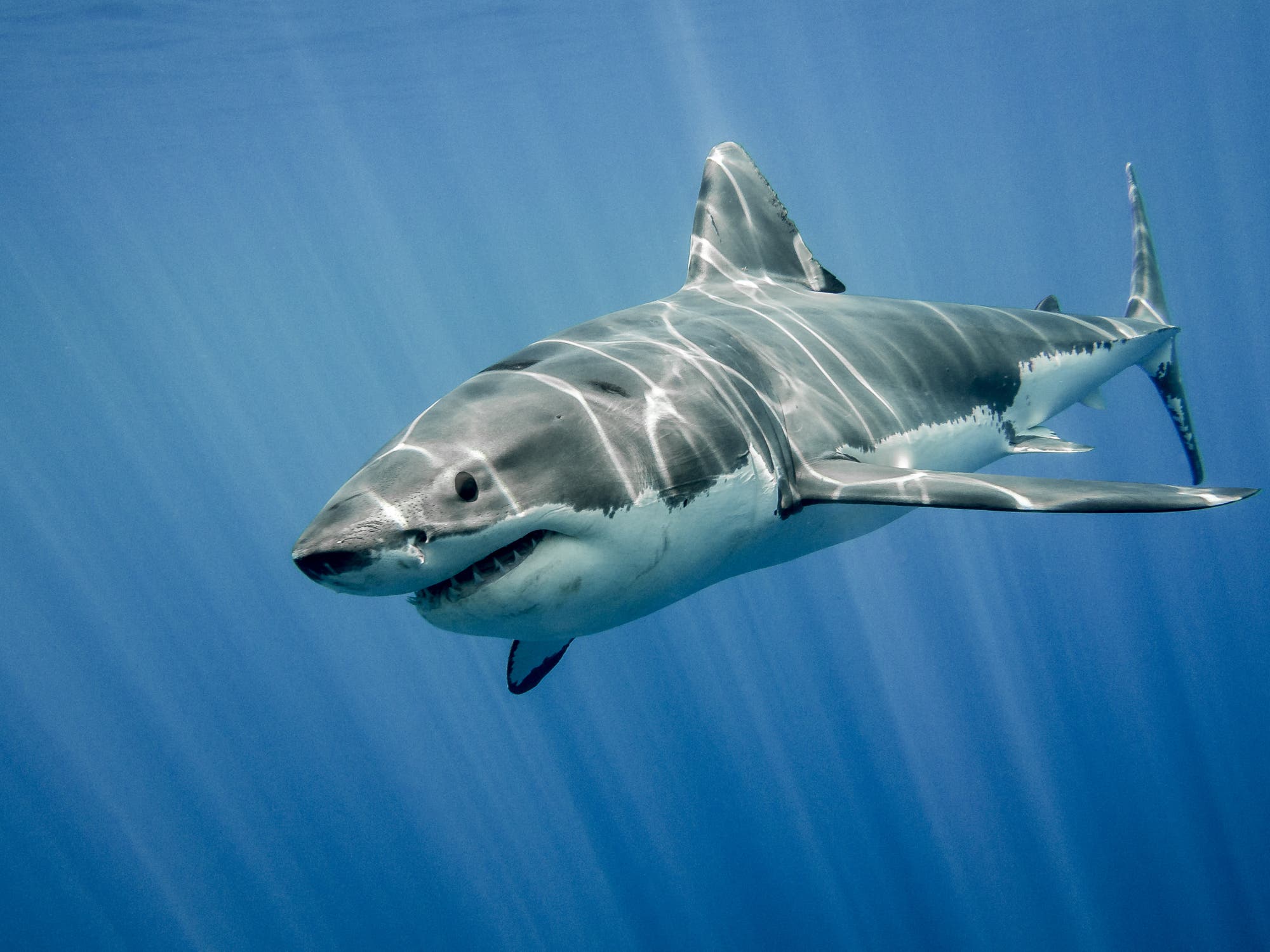 Weißer Hai vor tiefblauem Wasser