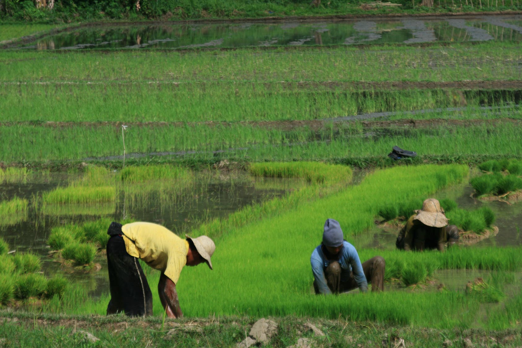 Reisbauern auf den Philippinen