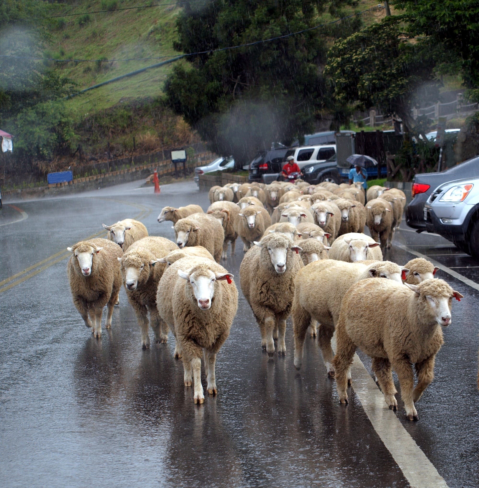 Schafe im Regen