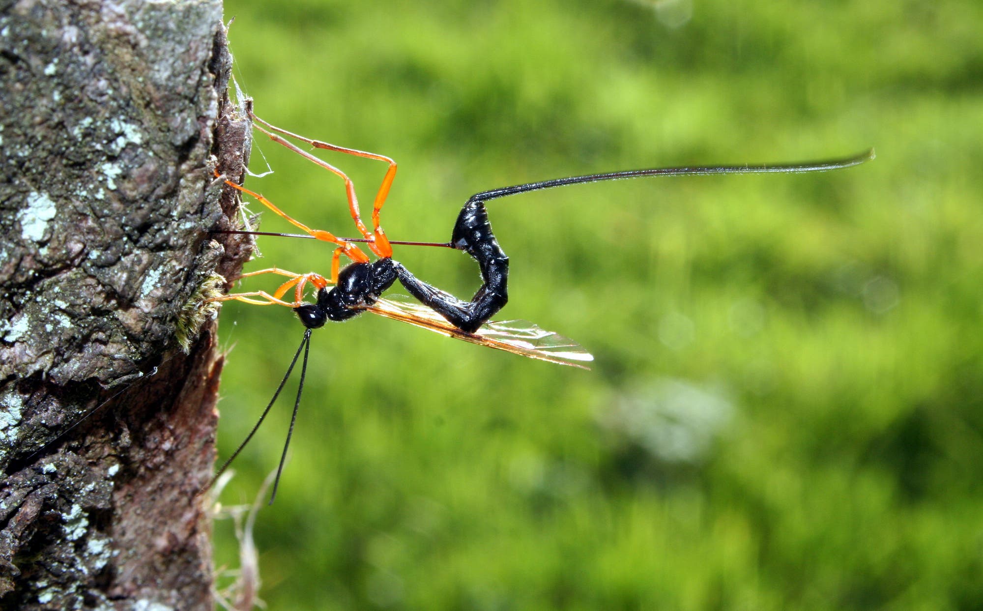 Eine schwarz-orange Wespe führt ihren Legestachel durch die Rinde eines Baumes