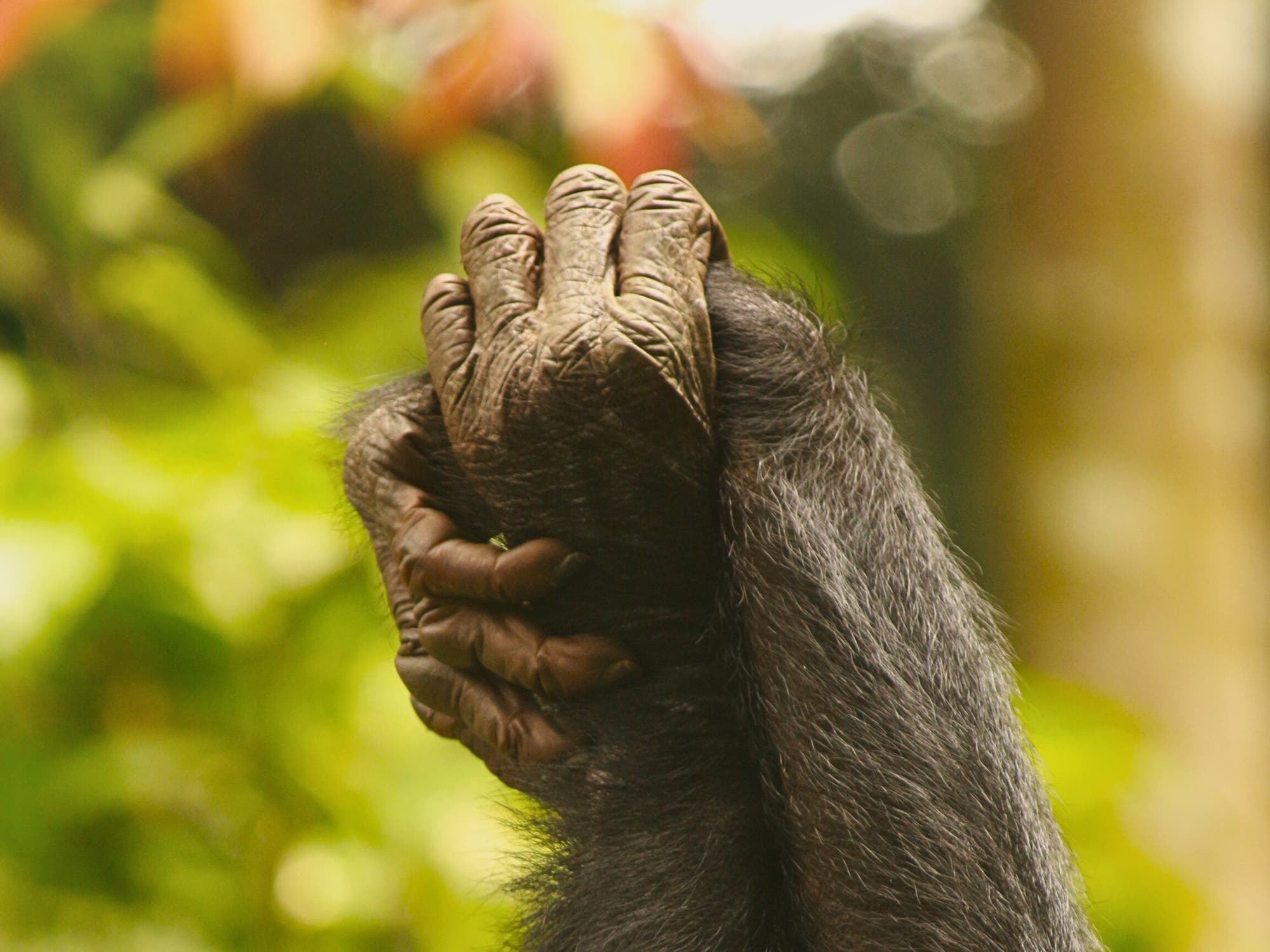 Zwei Arme zweier Bonobos, die sich vor einem verschwommenen, grünen Hintergrund kreuzen. Die Hände sind gefaltet, was eine entspannte Haltung suggeriert. Im Vordergrund sind unscharfe Blätter zu sehen, die die natürliche Umgebung betonen.