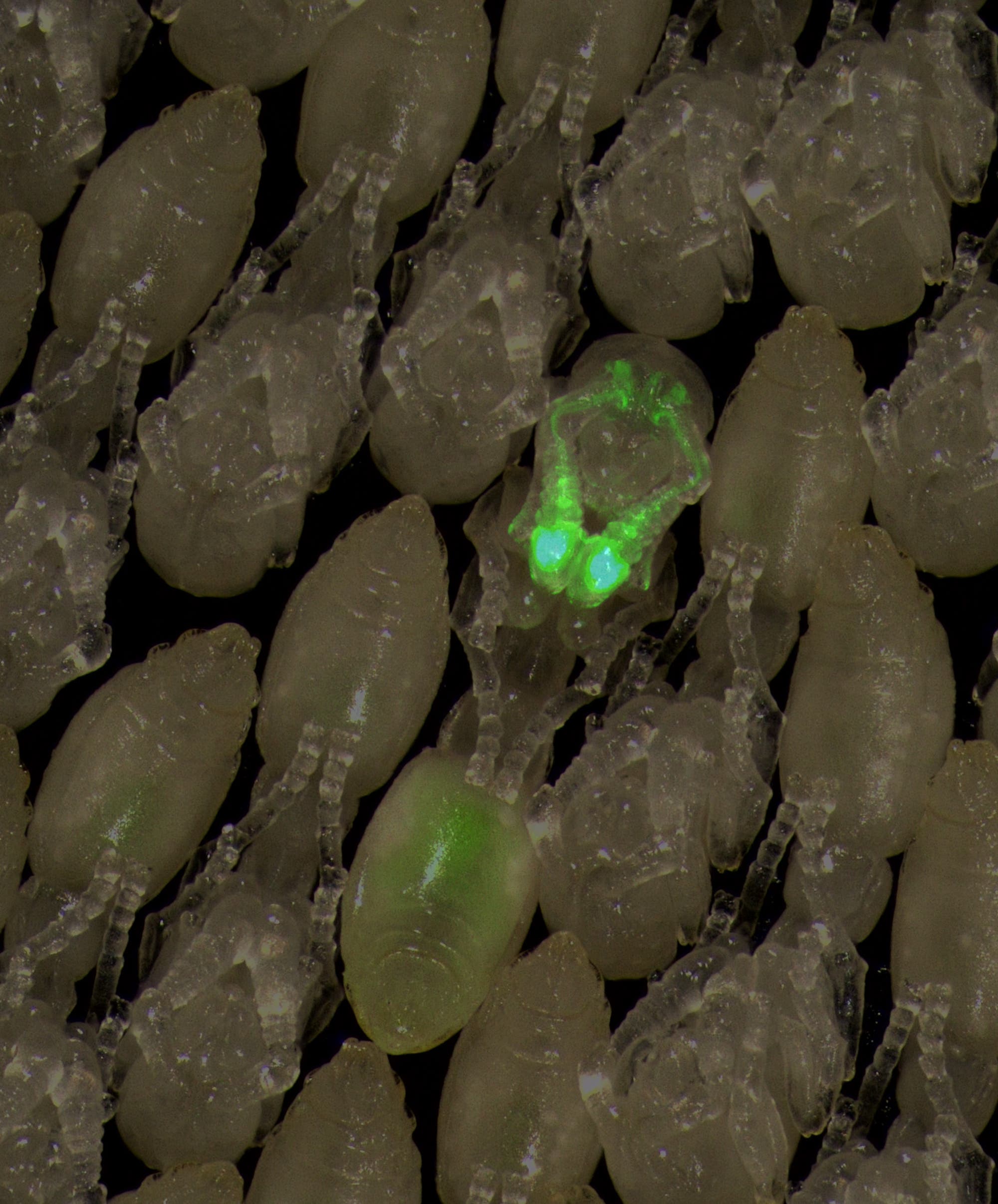 Eine einzelne Räuberameisenpuppe, in der fluoreszierende Nervenzellen grün leuchten.
