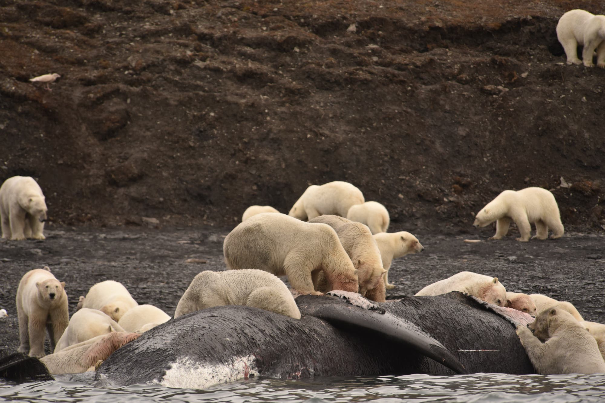 Eisbären fressen zu Dutzenden am Wal