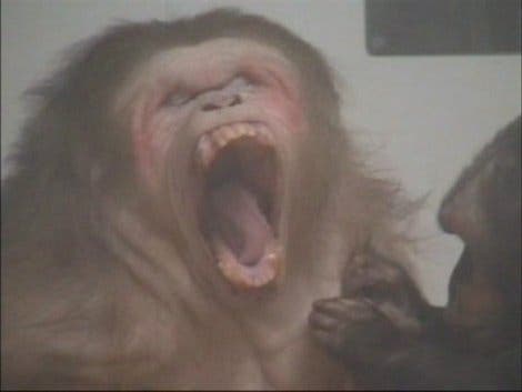 Gähnender Makake im Video