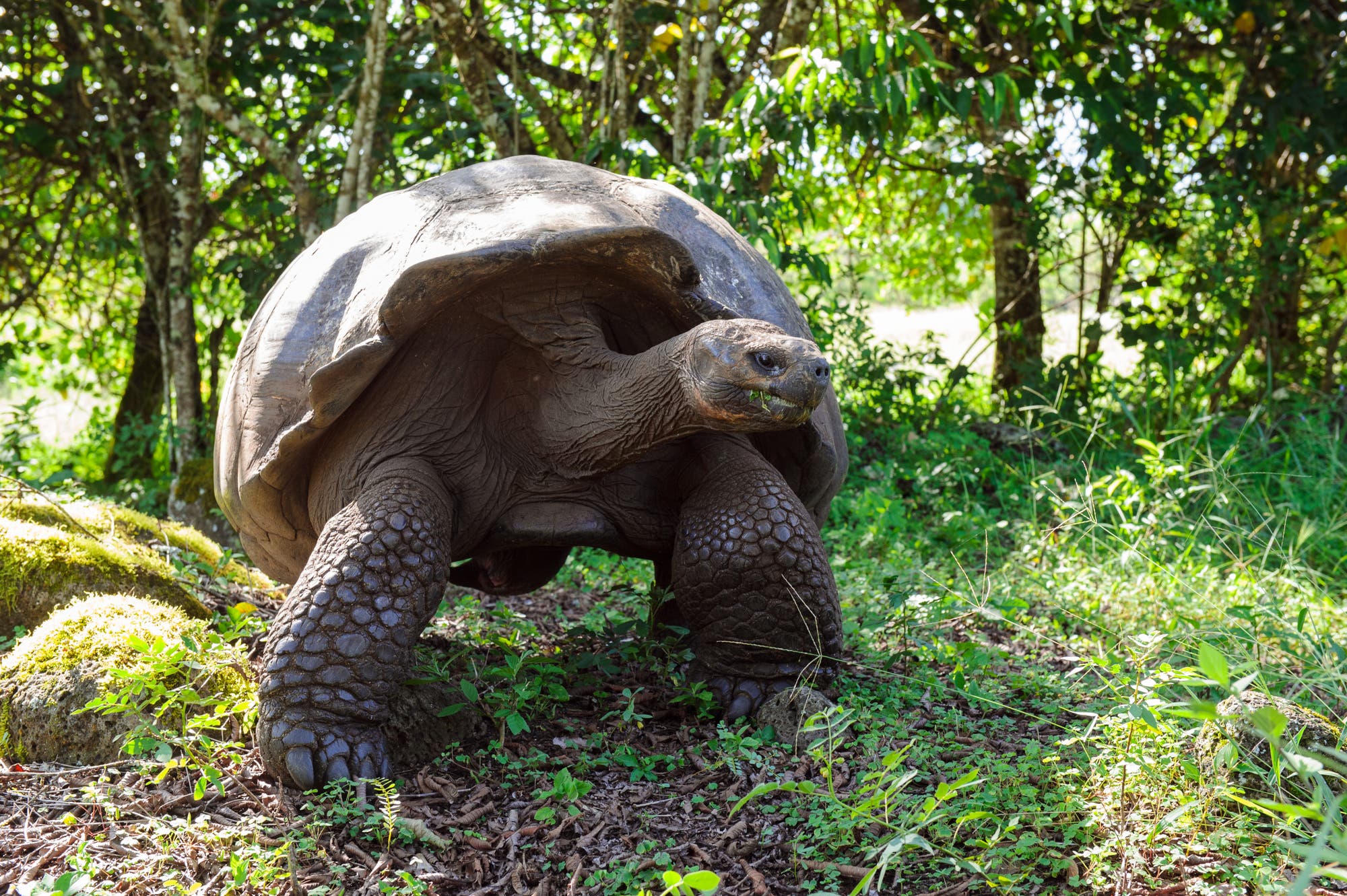 Schildkröten könnten das sechste Massenaussterben überleben.