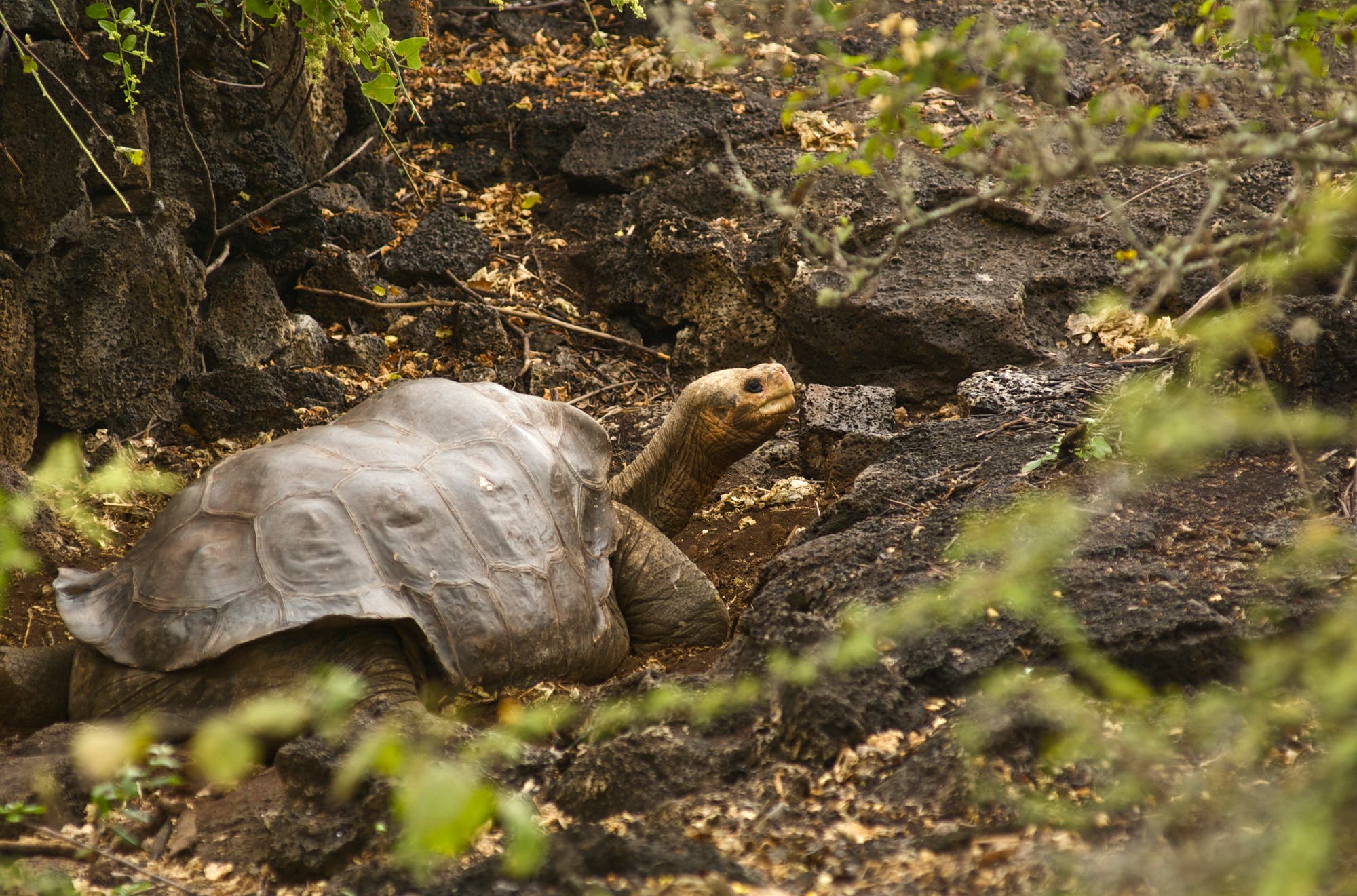 Lonesome George – der Letzte der Pinta-Riesenschildkröten