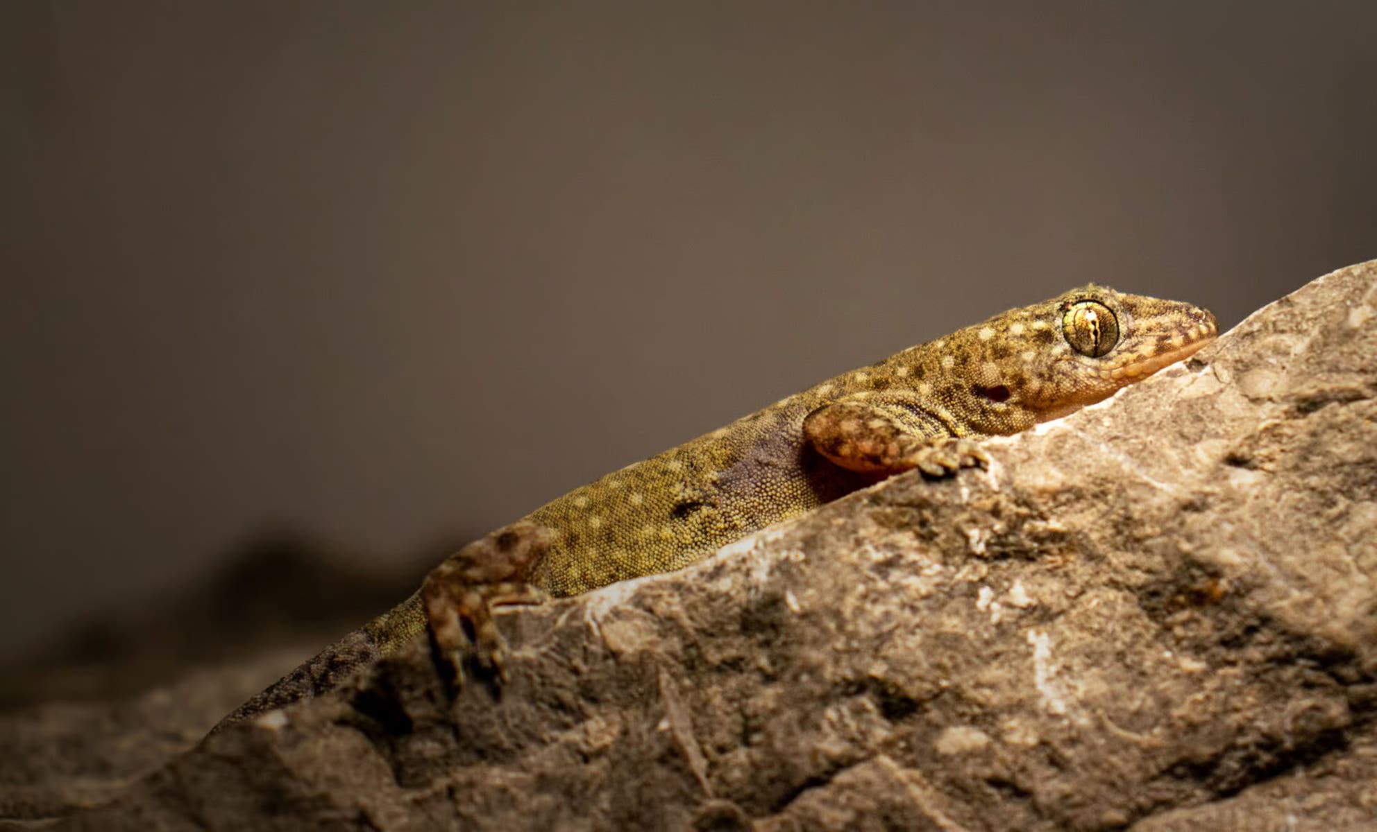 Ein Gecko liegt auf einem Felsen und blickt nach vorne. Die Haut des Geckos ist braun und leicht gemustert, was ihm hilft, sich in die Umgebung einzufügen. Der Hintergrund ist unscharf, wodurch der Fokus auf das Tier gerichtet ist. 