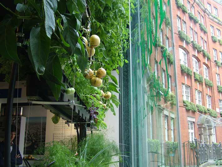 Gemüse-Installation in London