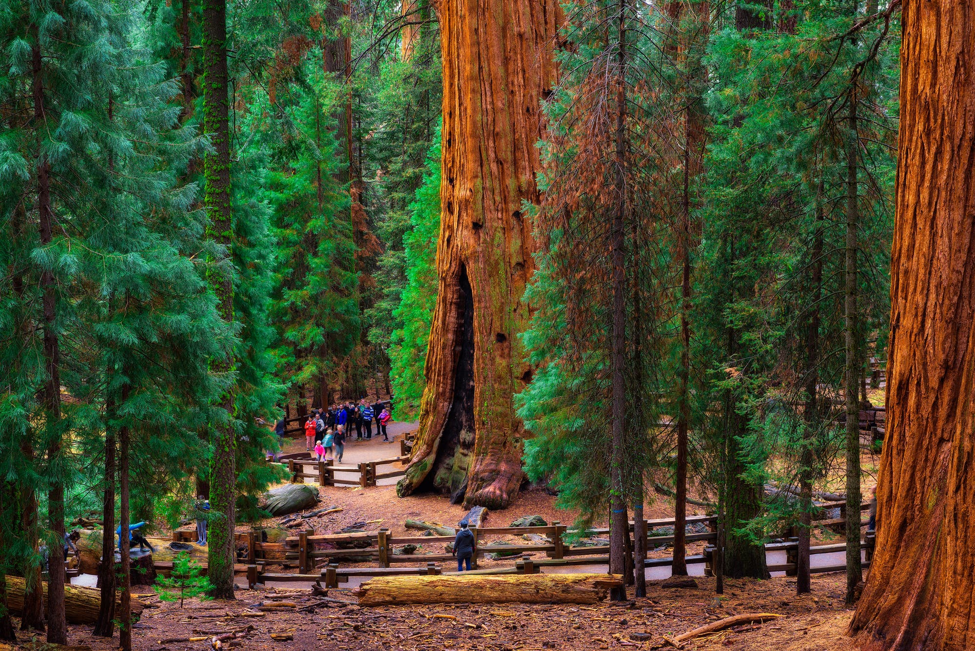 Sequoia, zum Zweiten – General Sherman hat das größte Holzvolumen