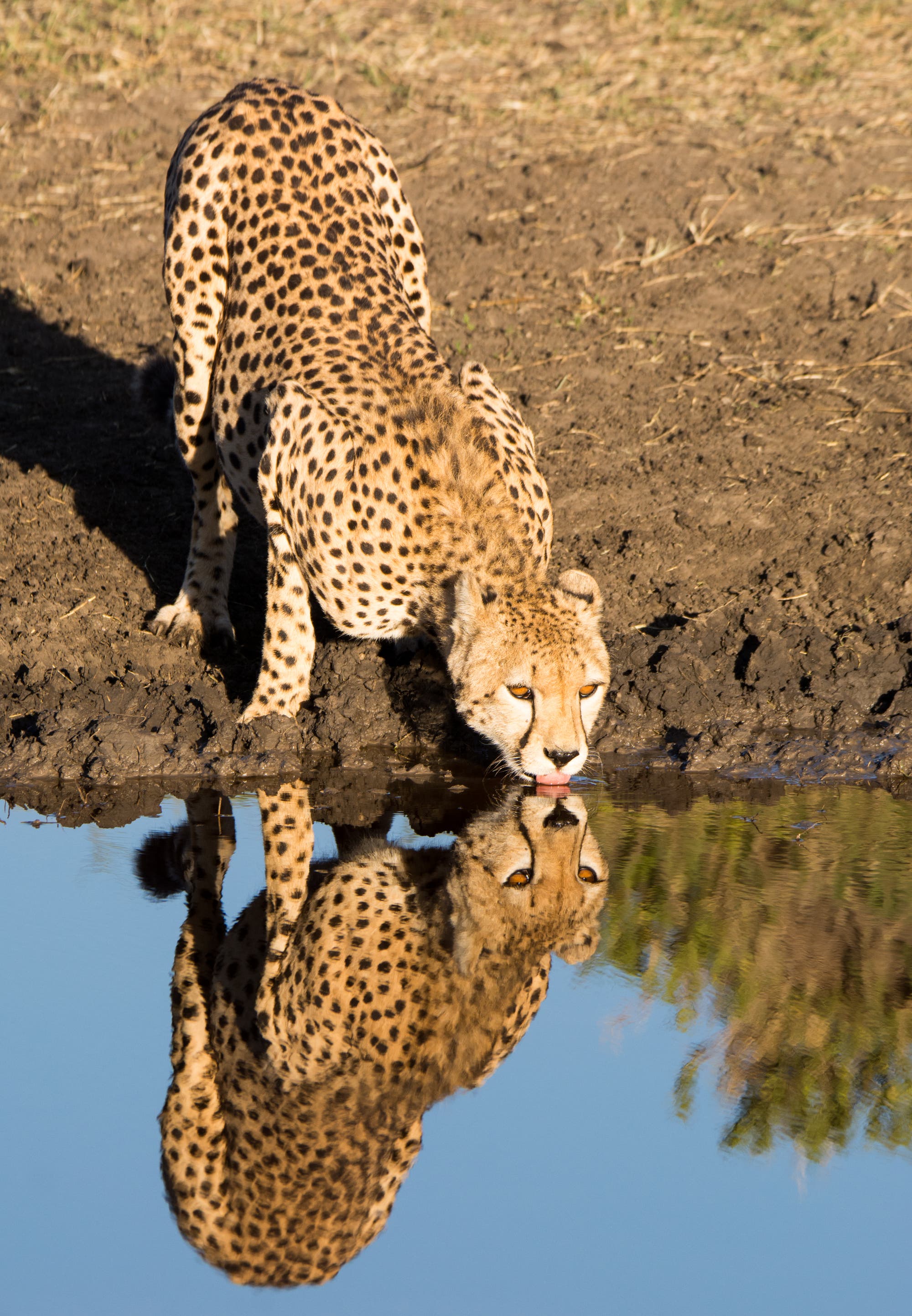 Trinkender Gepard am Wasserloch