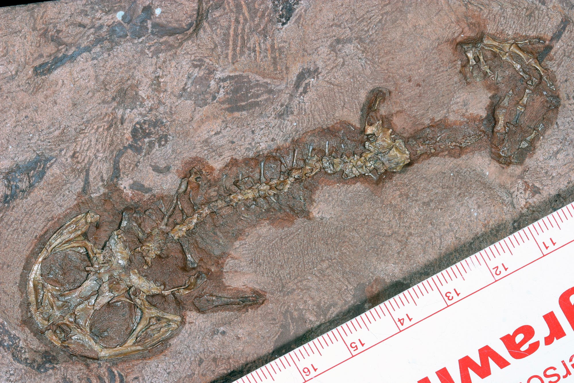 Fossil des amphibischen Urahnen