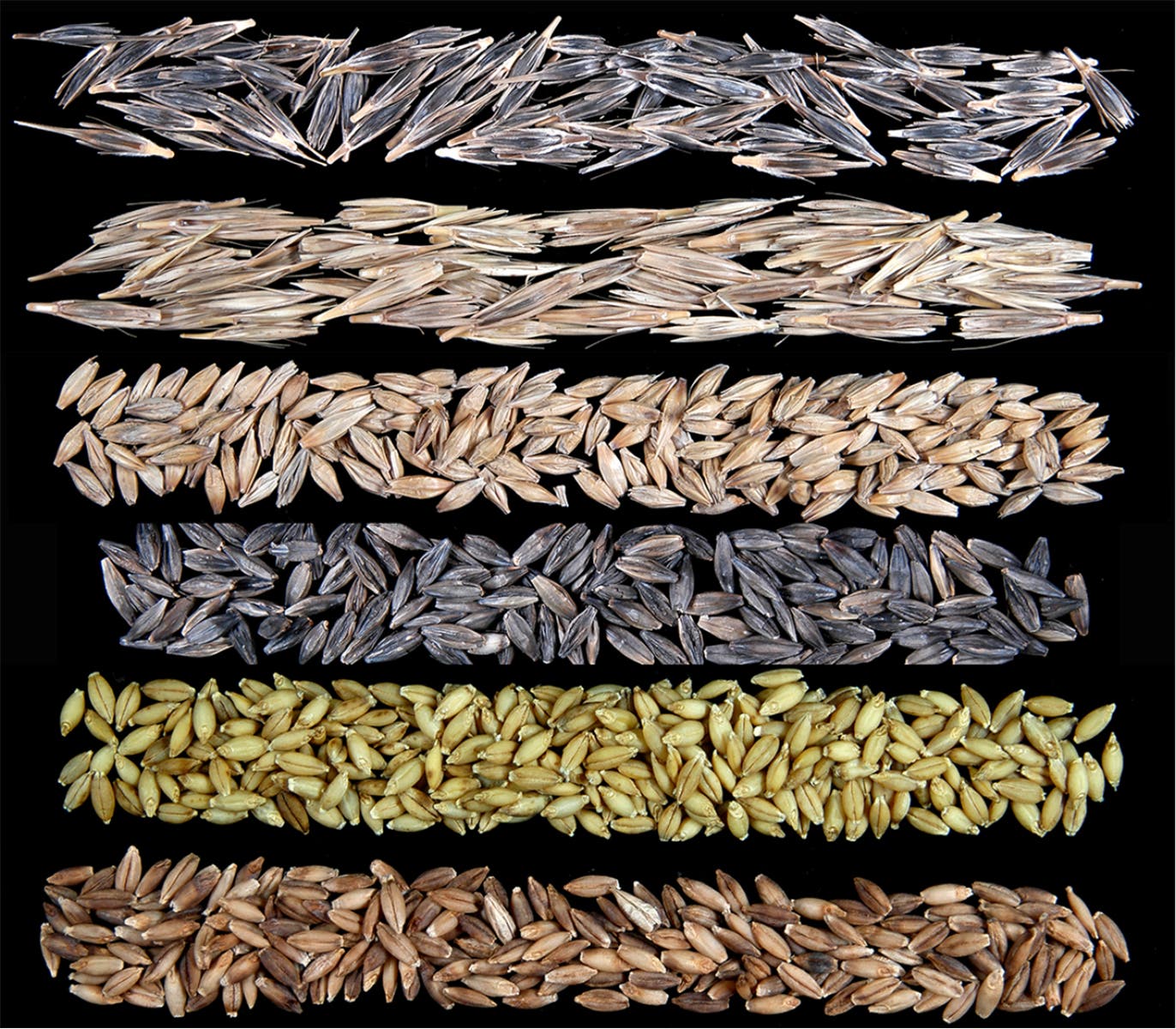 Eine fotografische Darstellung von sieben horizontalen Reihen verschiedener Getreidesamen auf schwarzem Hintergrund. Jede Reihe zeigt eine unterschiedliche Art von Samen, die sich in Form, Größe und Farbe unterscheiden. Die Samen variieren von hellbraun bis dunkelgrau und sind gleichmäßig angeordnet, um die Vielfalt der Getreidesorten zu veranschaulichen.