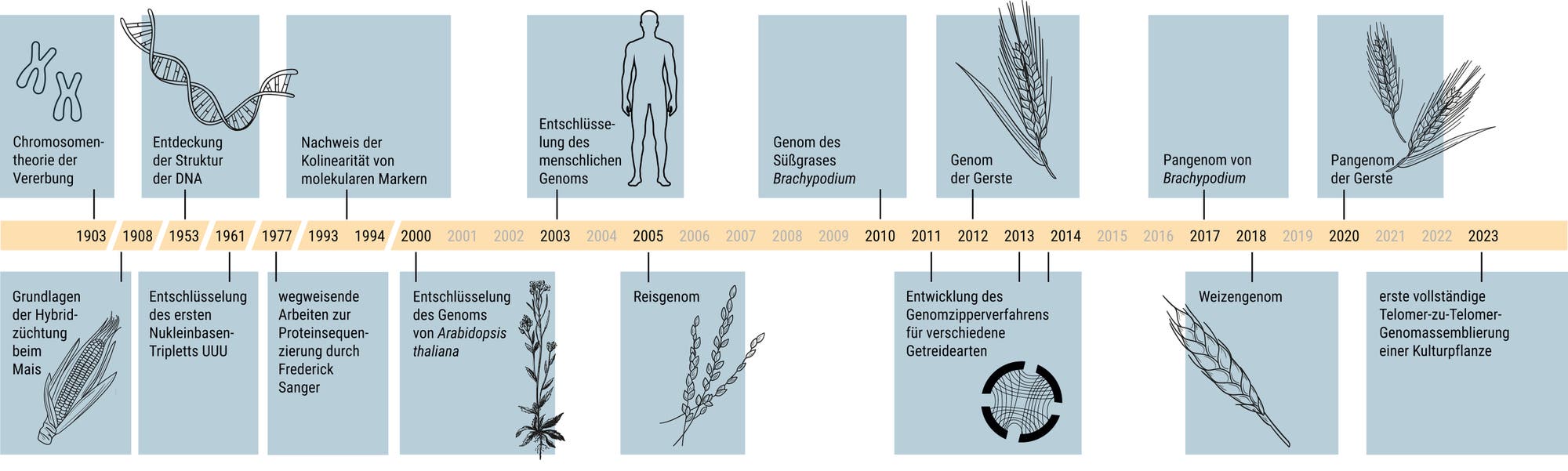 Eine wissenschaftliche Zeitleiste zeigt wichtige Meilensteine in der Genomforschung von 1903 bis 2023. Beginnend mit der Chromosomentheorie der Vererbung über die Entdeckung der DNA-Struktur und die Entschlüsselung des menschlichen Genoms bis hin zur vollständigen Telomer-zu-Telomer-Genomassemblierung einer Kulturpflanze. Wichtige Ereignisse sind die Entschlüsselung des Reis- und des Weizengenoms sowie die Entwicklung von Genomverfahren für Getreidearten. Illustrationen von Pflanzen und DNA-Strukturen begleiten die Beschreibungen.