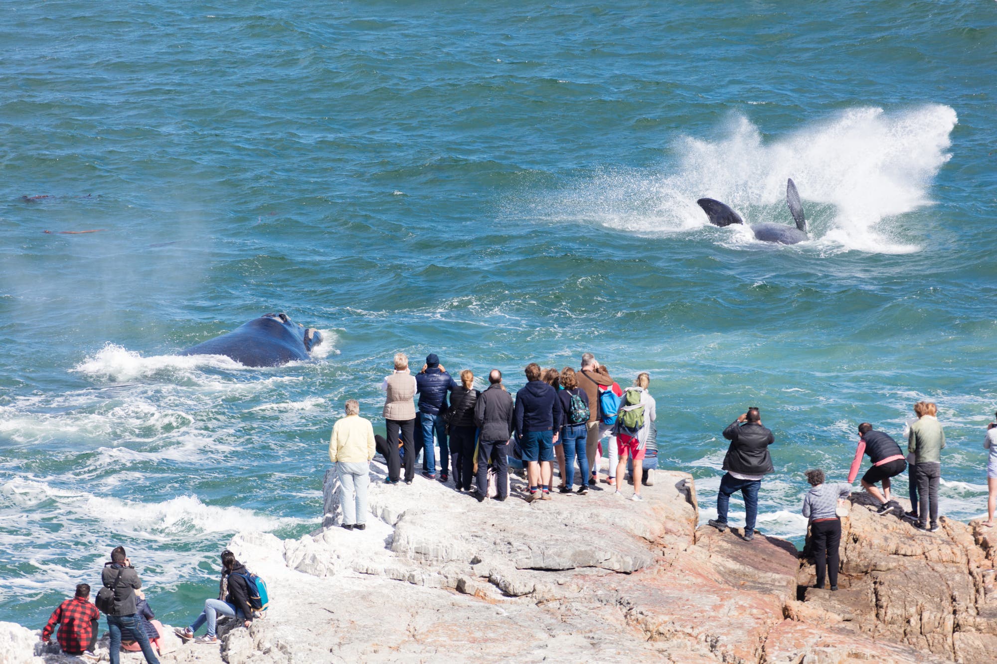 Eine Gruppe von Menschen steht auf einem felsigen Ufer und beobachtet zwei Wale, die im Meer schwimmen. Einer der Wale spritzt Wasser in die Luft. Die Zuschauer tragen verschiedene Freizeitkleidung und einige machen Fotos. Die Szene zeigt ein Beispiel für Walbeobachtung in der Natur.