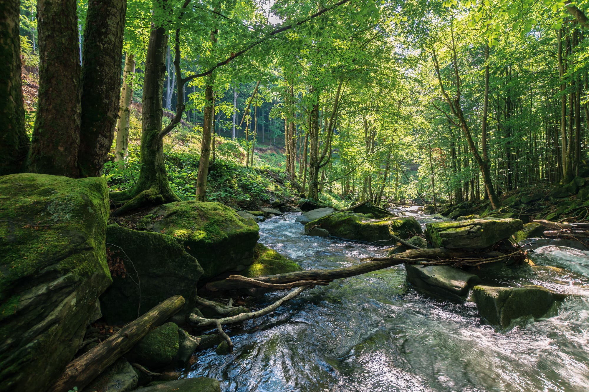 Wald mit fließendem Bach