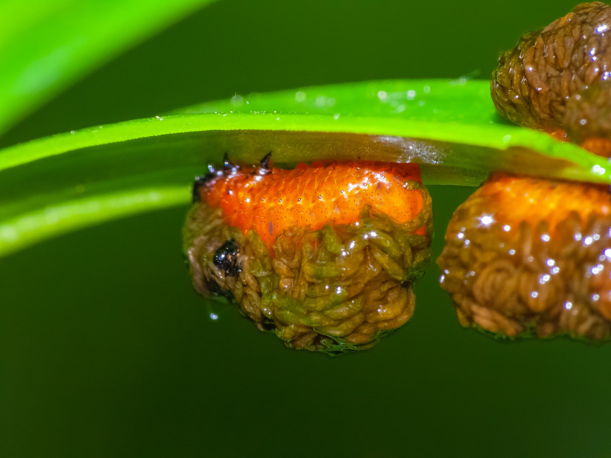 Larve des Lilienhähnchens im Kotsack krabbelt kopfüber auf Blatt