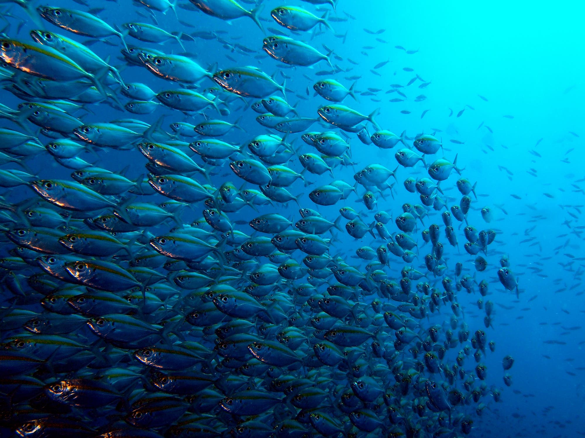 Eine große Schule von silbrig-blauen Fischen schwimmt dicht beieinander im klaren, blauen Ozean. Die Fische bewegen sich synchron in eine Richtung, was ein Gefühl von Dynamik und Lebendigkeit vermittelt. Im Hintergrund sind weitere Fische zu sehen, die die Tiefe des Meeres andeuten. Die Szene zeigt die Schönheit und Vielfalt des Meereslebens.