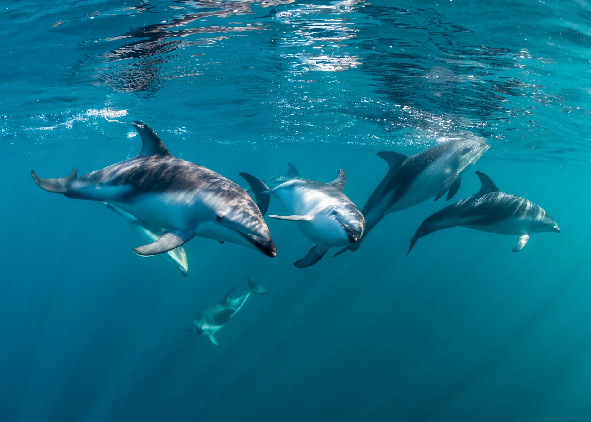 Eine Gruppe von Delfinen schwimmt unter Wasser in klarem, blauem Ozean. Sonnenstrahlen durchdringen das Wasser und erzeugen ein schimmerndes Lichtspiel auf den Delfinen. Die Szene vermittelt ein Gefühl von Freiheit und Harmonie in der Natur.