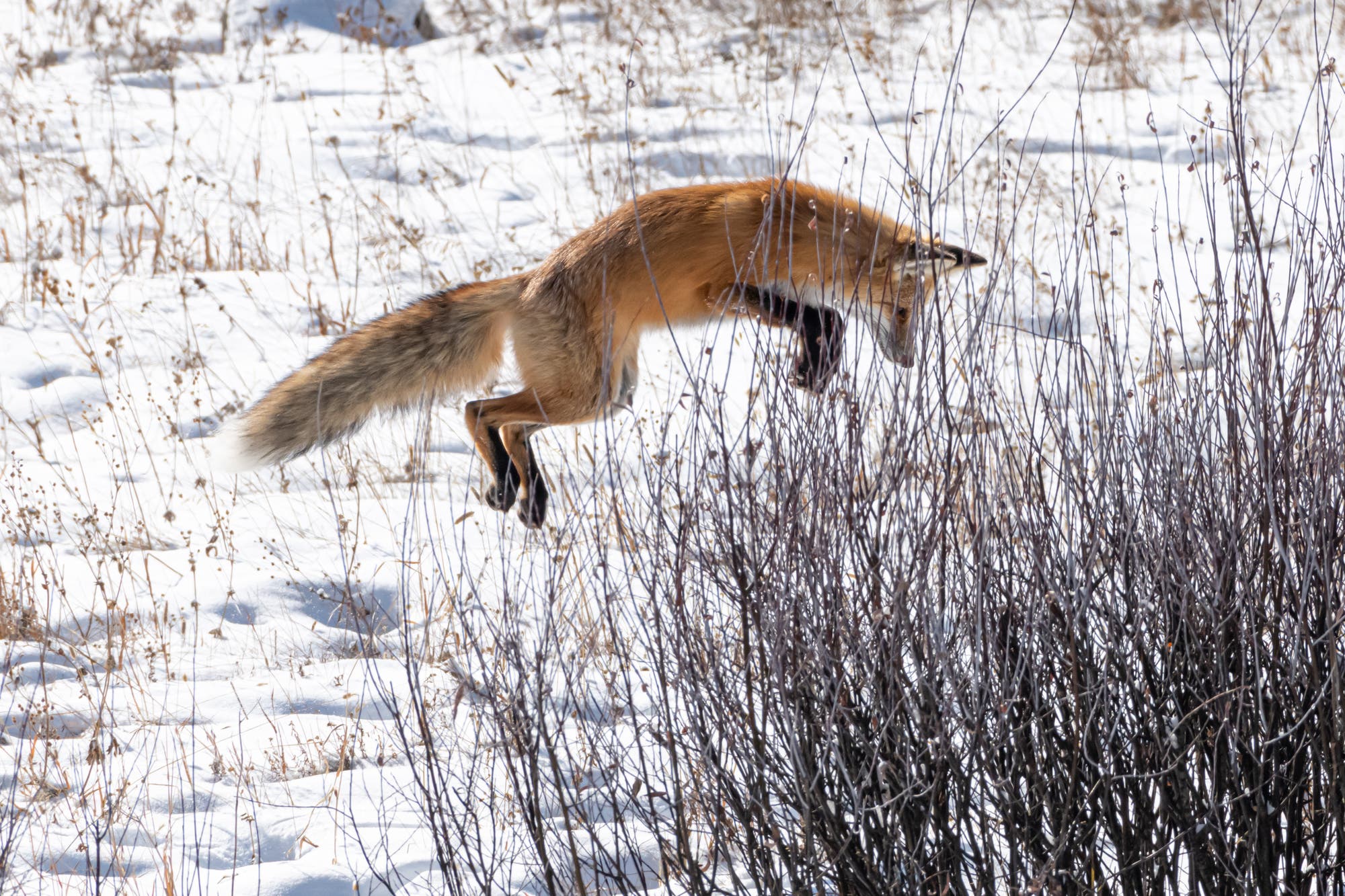 Rotfuchs springt aus dem Stand in die Luft. Auf dem Boden liegt Schnee.