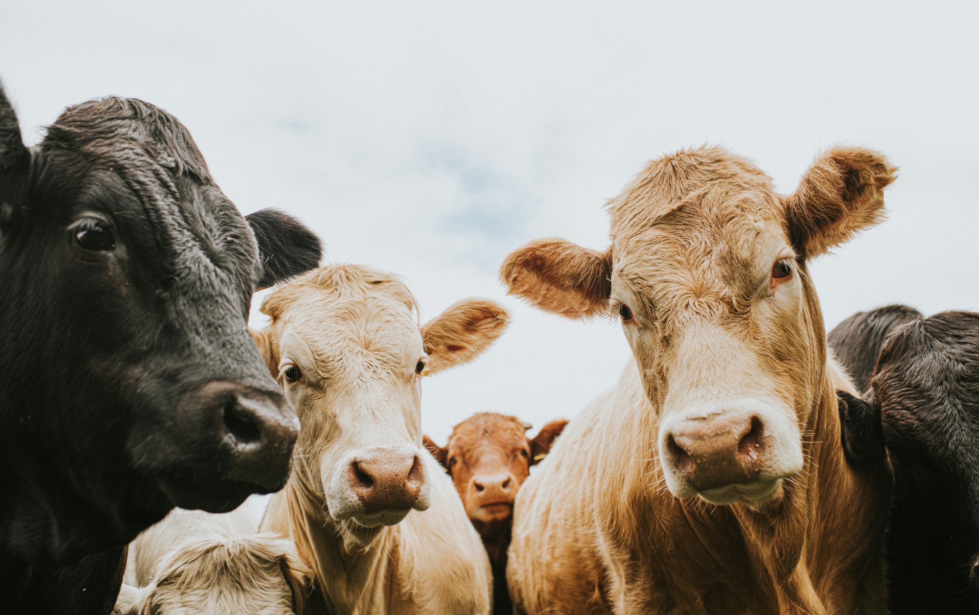 Eine Gruppe von Kühen steht dicht beieinander und blickt neugierig in die Kamera. Die Tiere haben unterschiedliche Fellfarben, darunter Schwarz, Hellbraun und Weiß. Der Himmel im Hintergrund ist bewölkt.