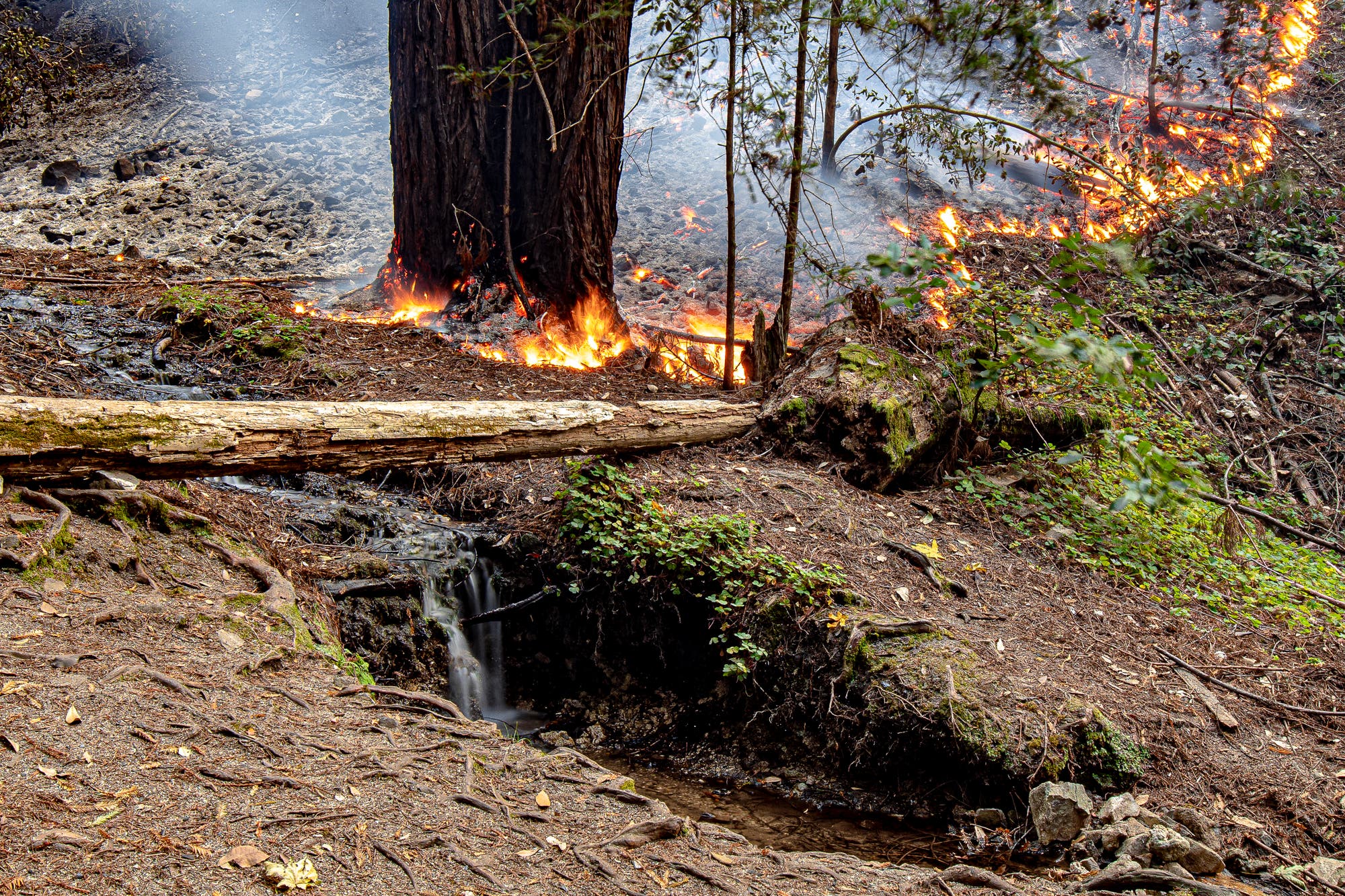 Ein niedriges Feuer frisst sich zwischen Bäumen am Waldboden entlang.