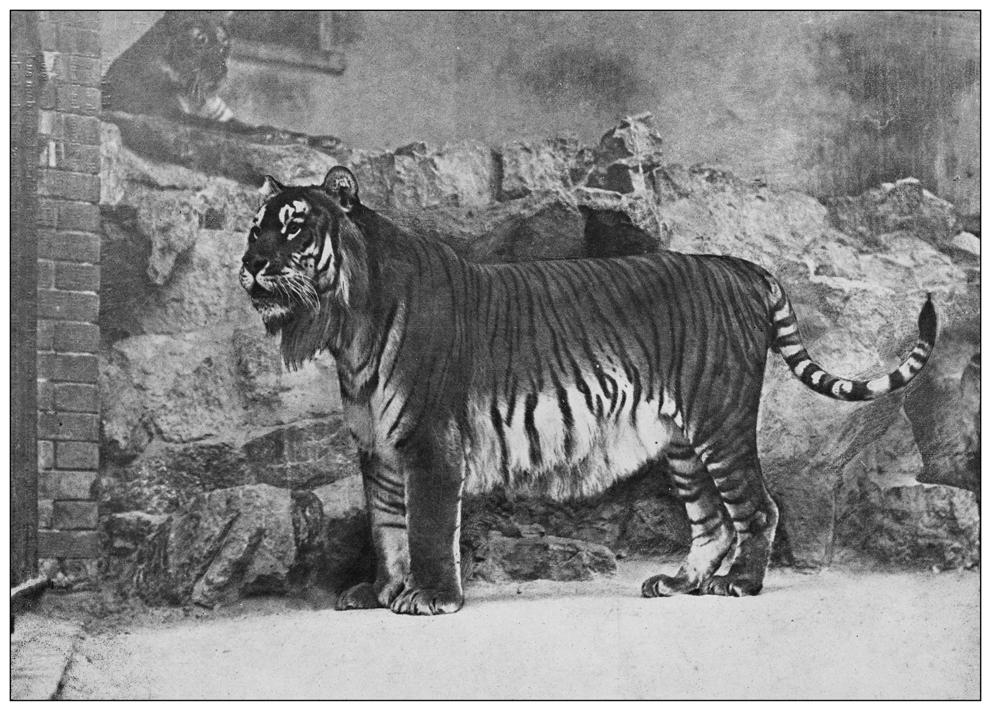 Ein Tiger steht majestätisch vor einer felsigen Kulisse in einem Gehege. Im Hintergrund ist ein weiterer Tiger zu sehen, der auf einem Felsen liegt. Die Szene vermittelt den Eindruck eines natürlichen Lebensraums. Es gibt keine sichtbaren Menschen oder Text im Bild.