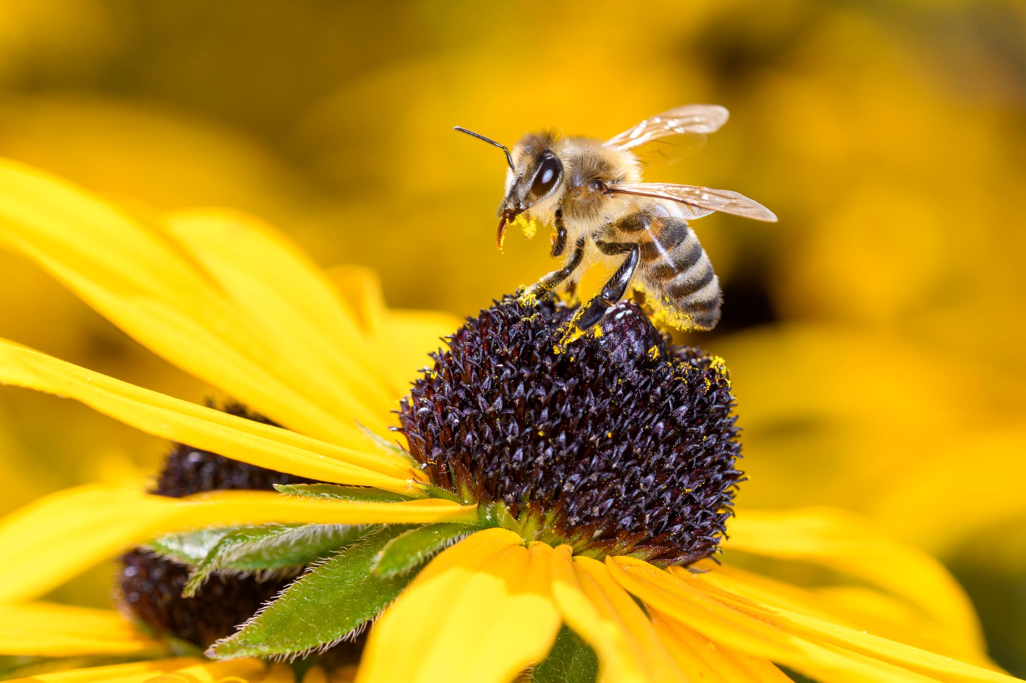 Honigbiene auf eine gelben Blüte des Gewöhnlichen Sonnenhuts