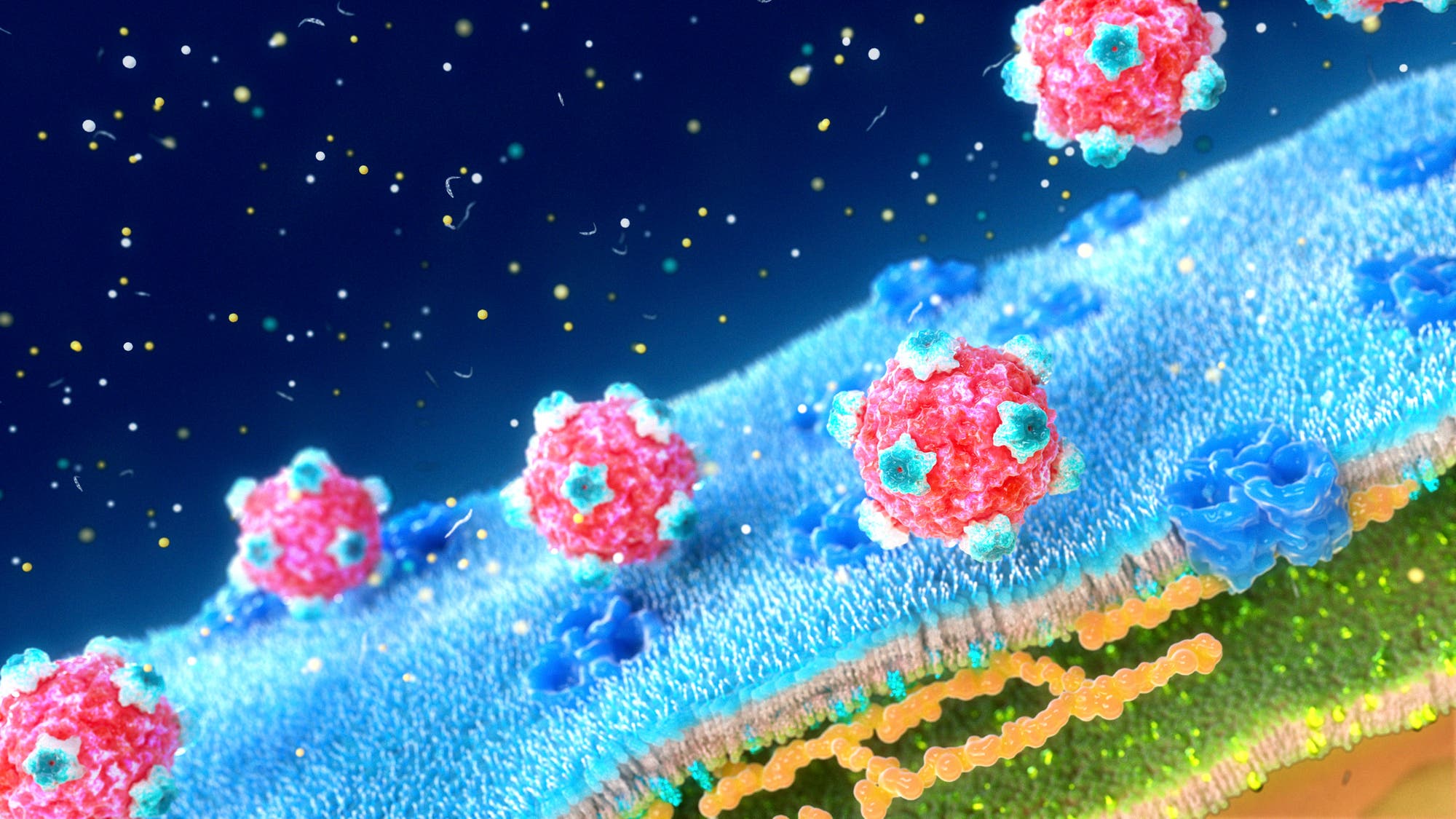 Illustration eines Virus, das eine Zellmembran angreift. Mehrere kugelförmige, rot gefärbte Viren mit blauen und weißen Strukturen auf ihrer Oberfläche schweben über einer blauen Zellmembran. Die Membran zeigt eine detaillierte Struktur mit verschiedenen Schichten und Molekülen. Der Hintergrund ist dunkelblau mit verstreuten gelben Partikeln, die möglicherweise andere mikroskopische Elemente darstellen.