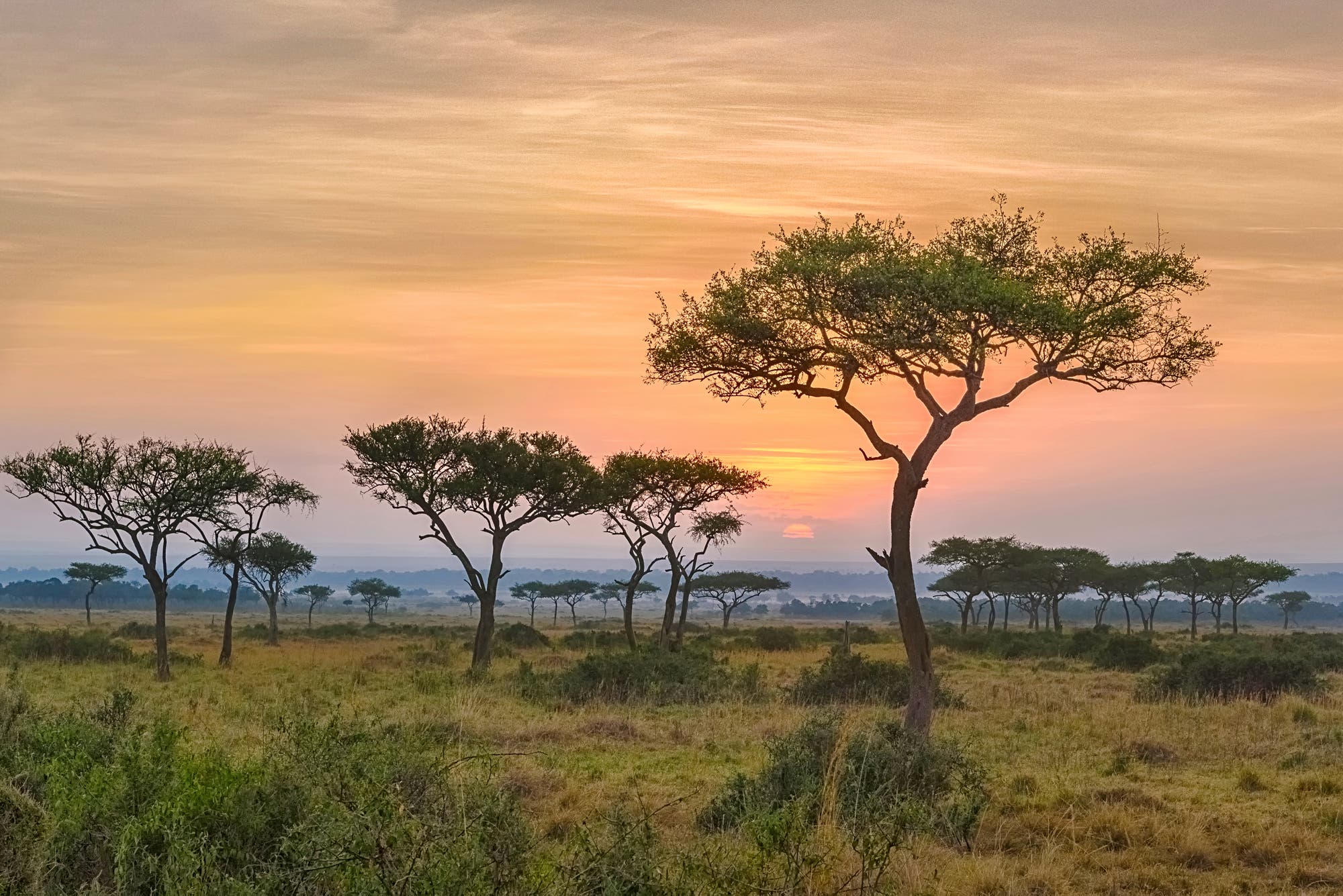 Savannenlandschaft bei Sonnenuntergang mit vereinzelten Akazienbäumen, die sich gegen den orangefarbenen Himmel abzeichnen. Die weite Graslandschaft erstreckt sich bis zum Horizont, wo die Sonne langsam untergeht und eine friedliche Atmosphäre schafft.